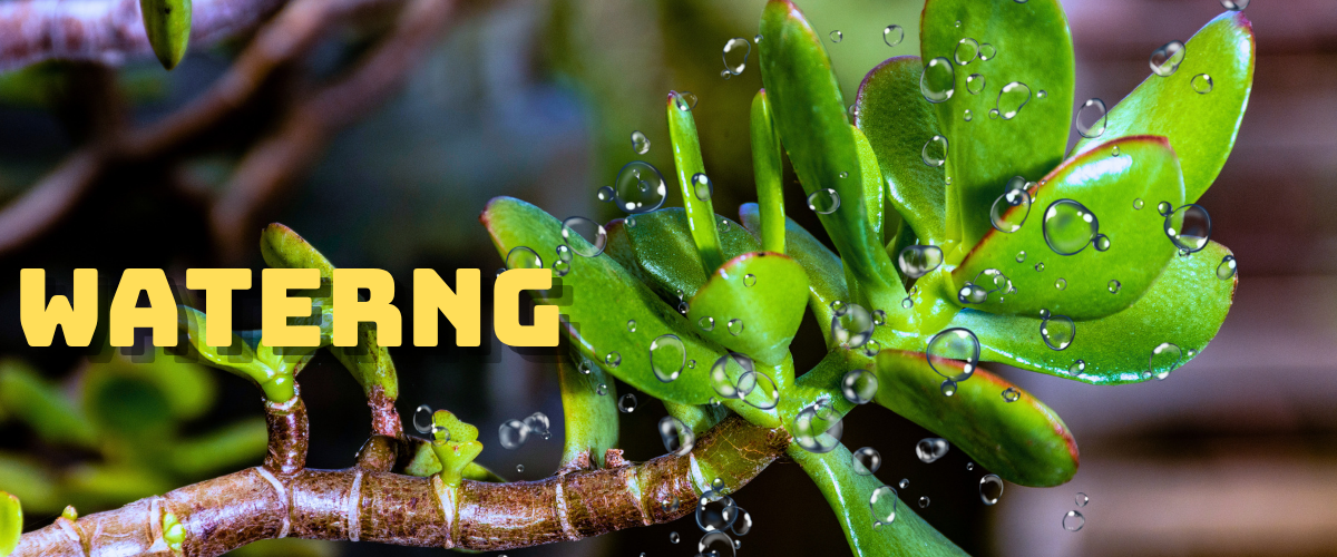 watering Jade Plant