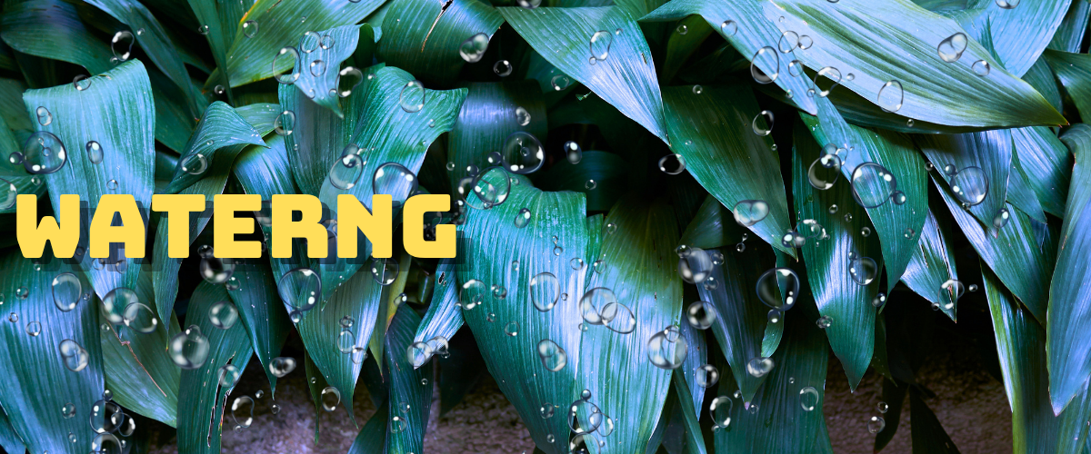 watering Cast Iron Plant