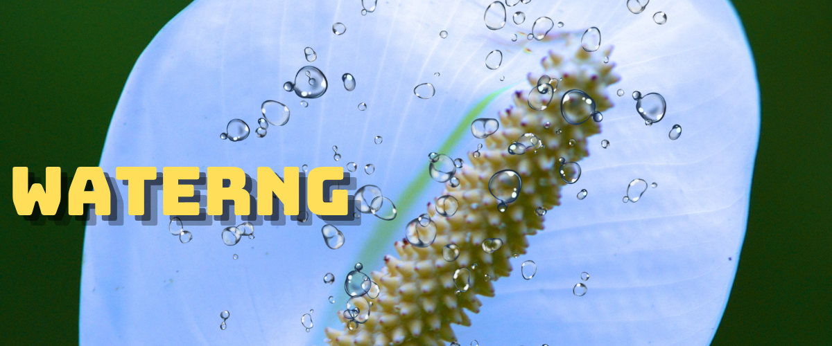 Peace Lily watering