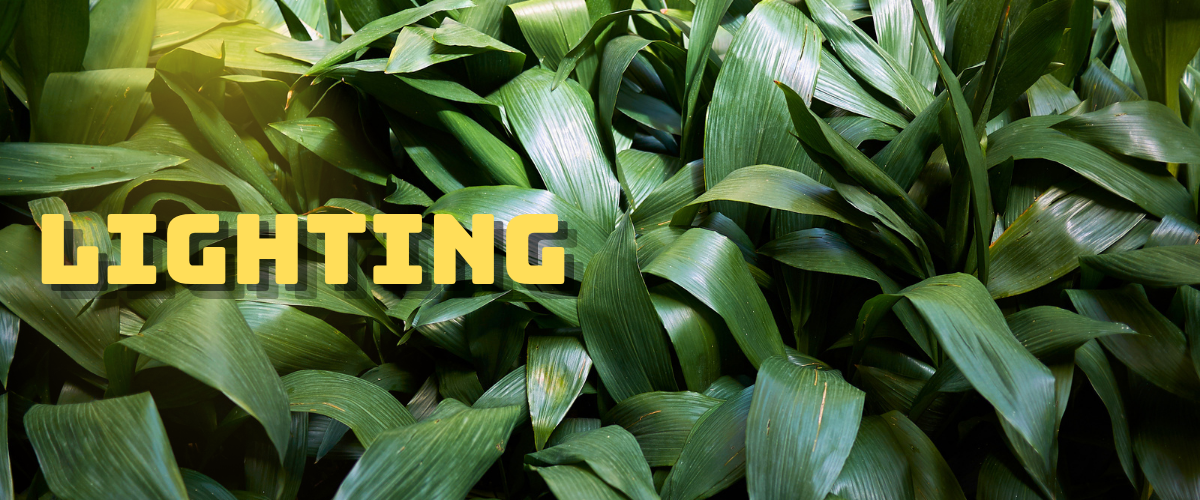 Cast Iron Plant under light