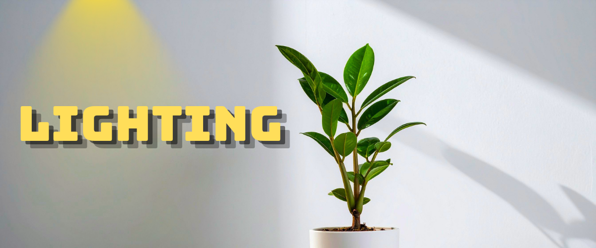 lighting a zz plant