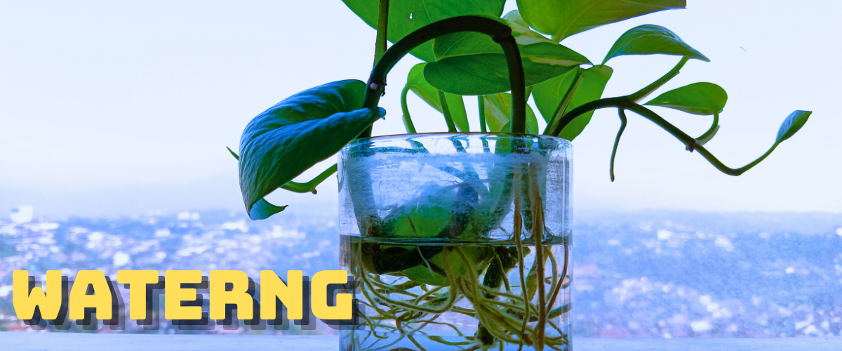 pathos plant in water