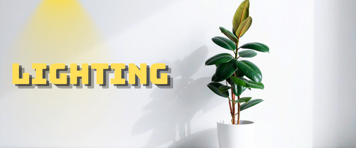 Rubber Plant under light