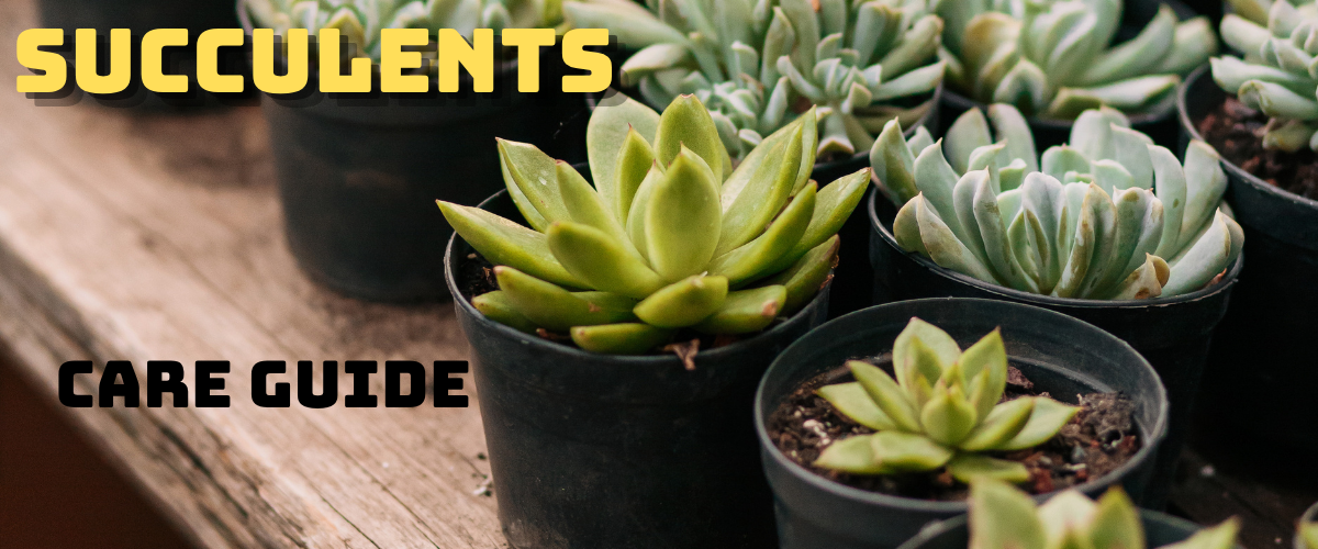 Succulents care guide