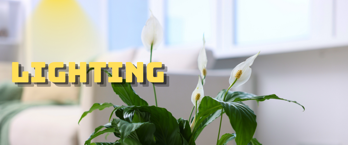 peace lily under light