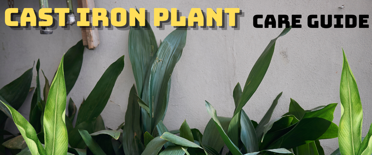 cast iron plant care guide
