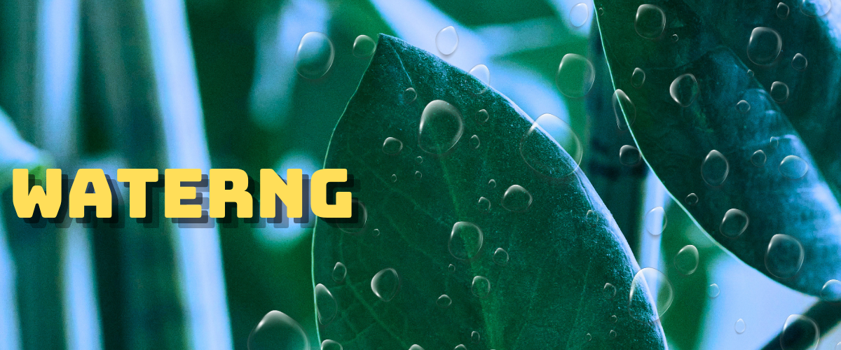 watering zz plant with dew on it