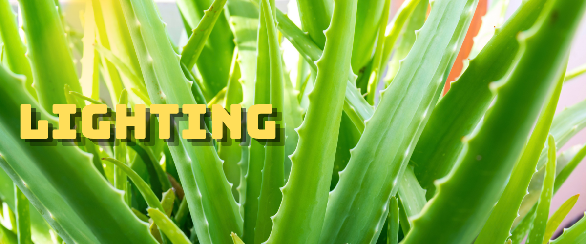 Aloe Vera under light