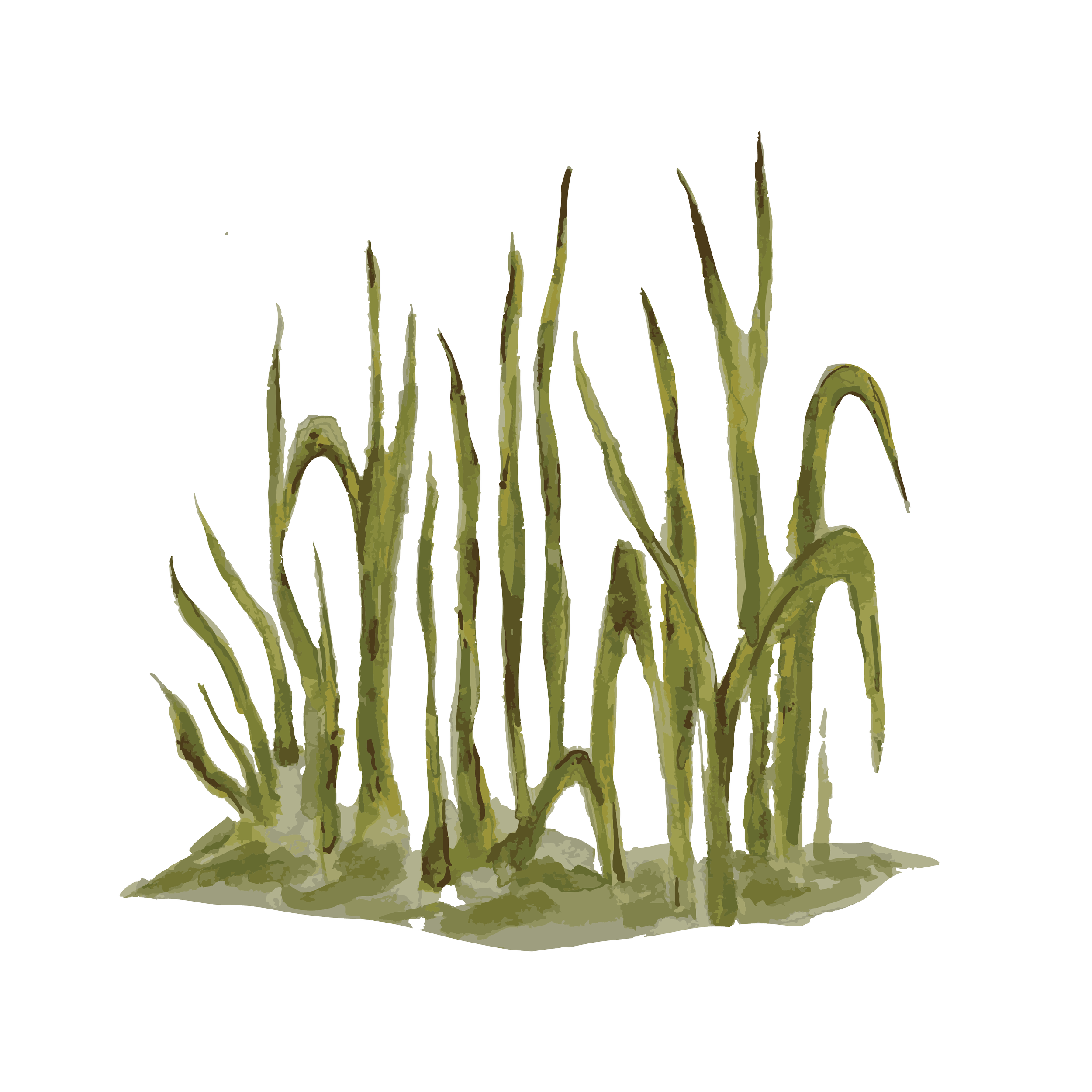 SeaGrass copy.png