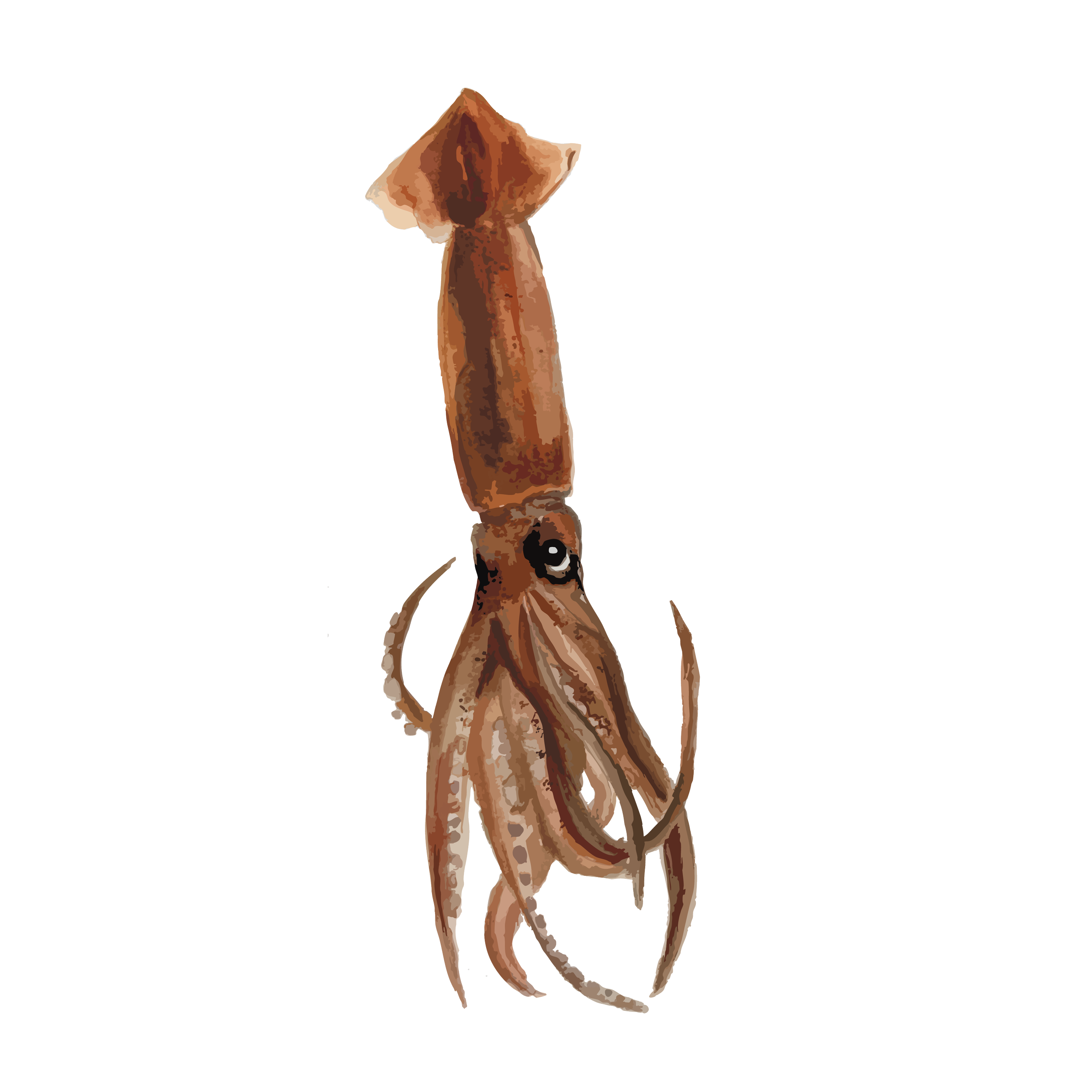 southern shortfin squid  copy.png