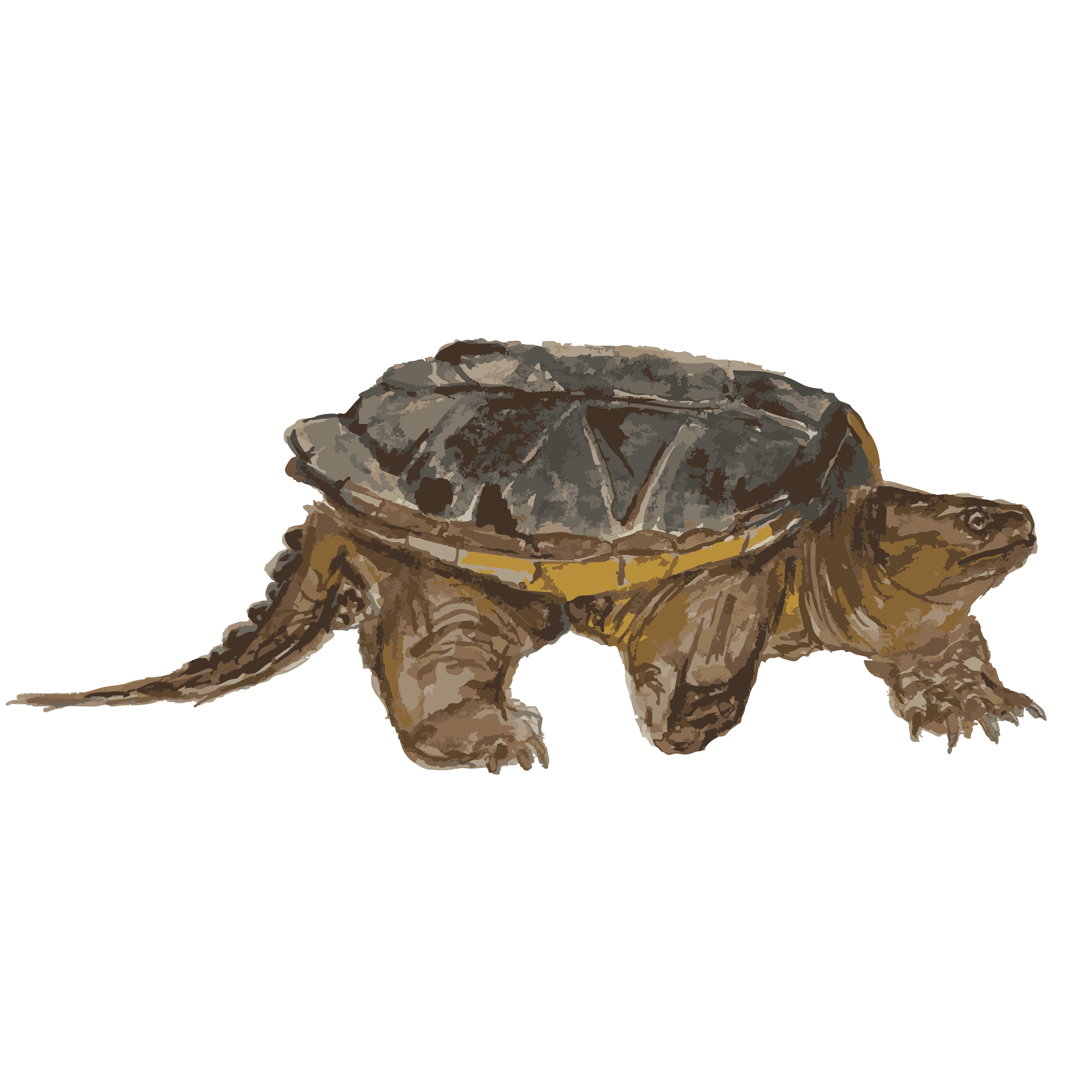 snapping turtle copy.png