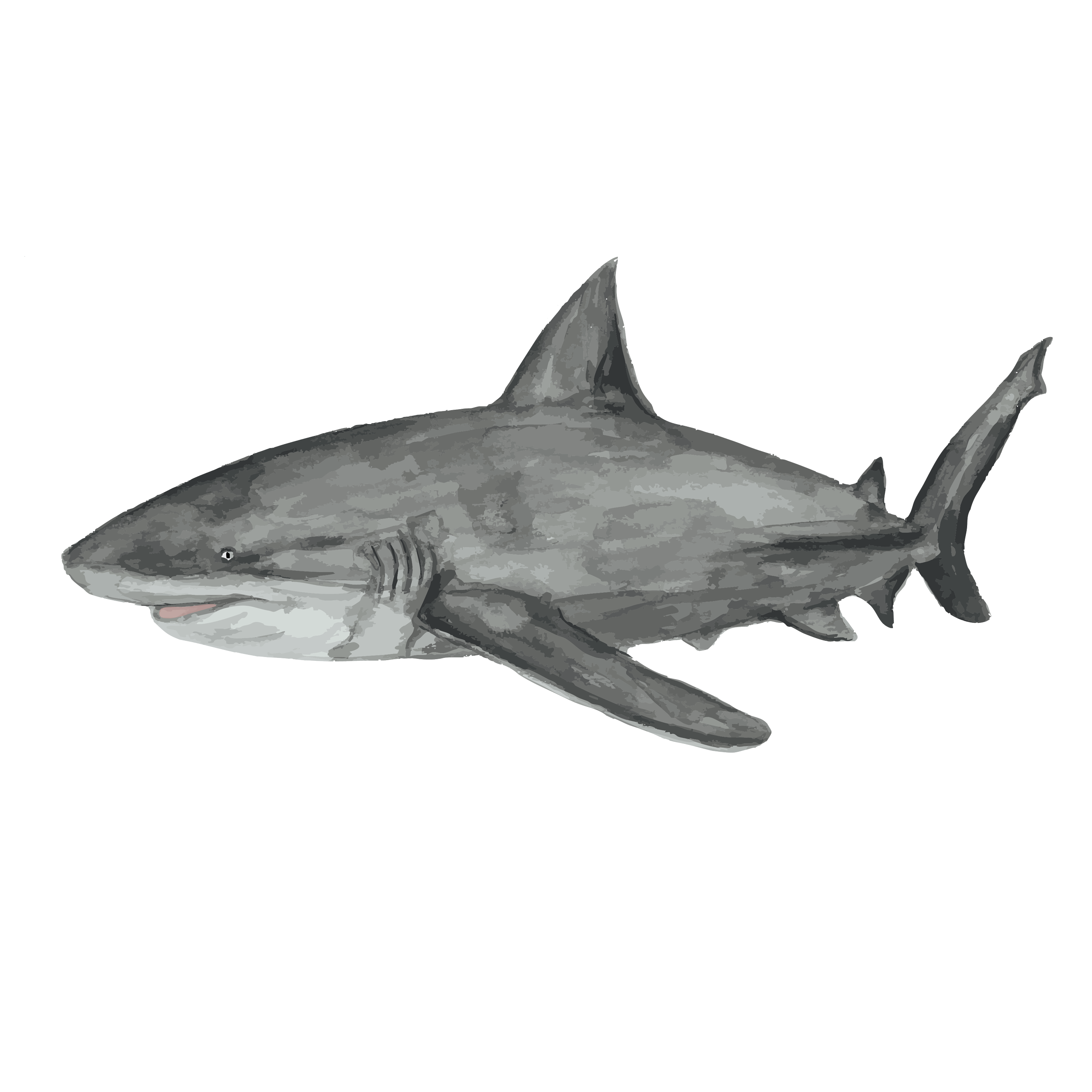 Bull shark  copy.png