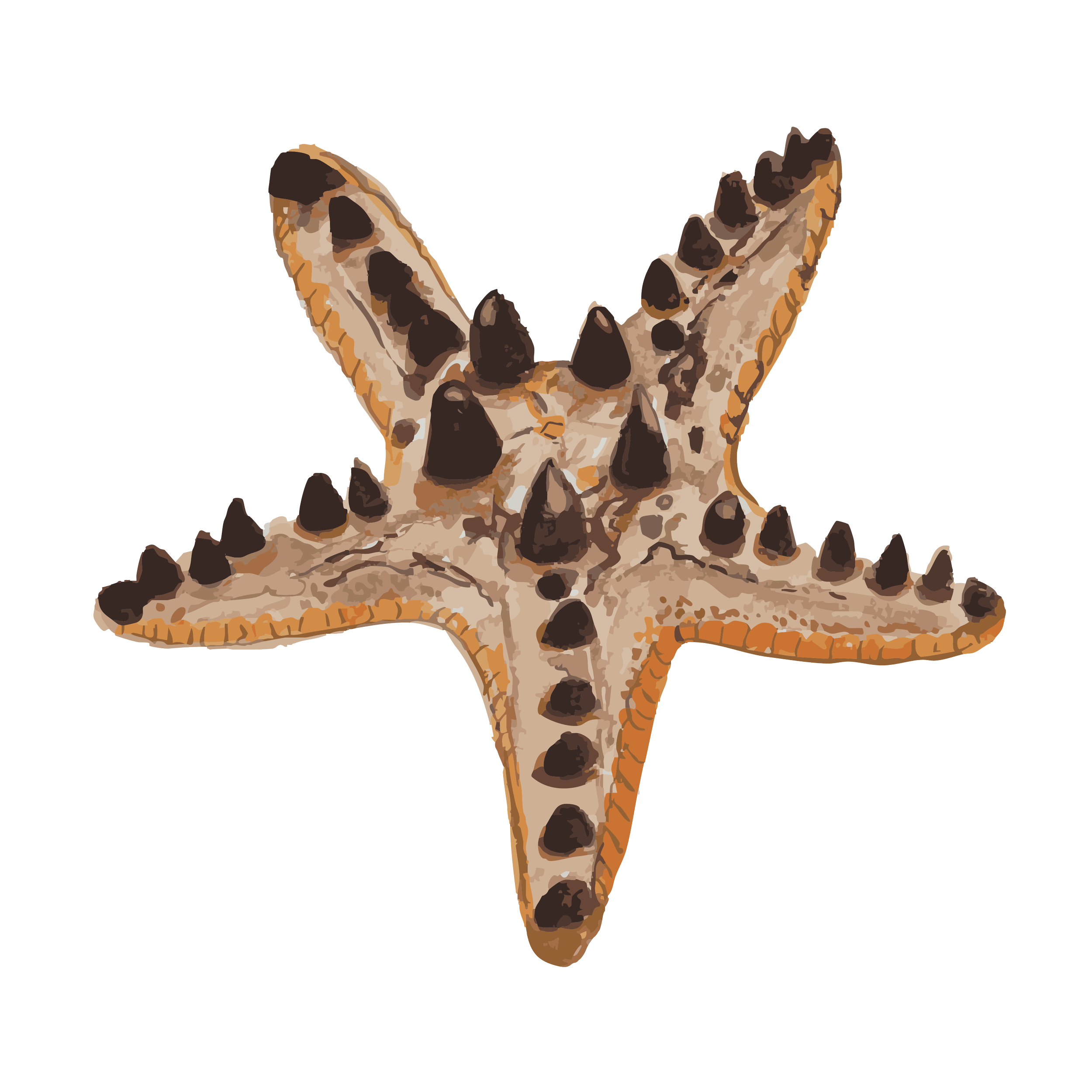 chocolate chip starfish copy.png