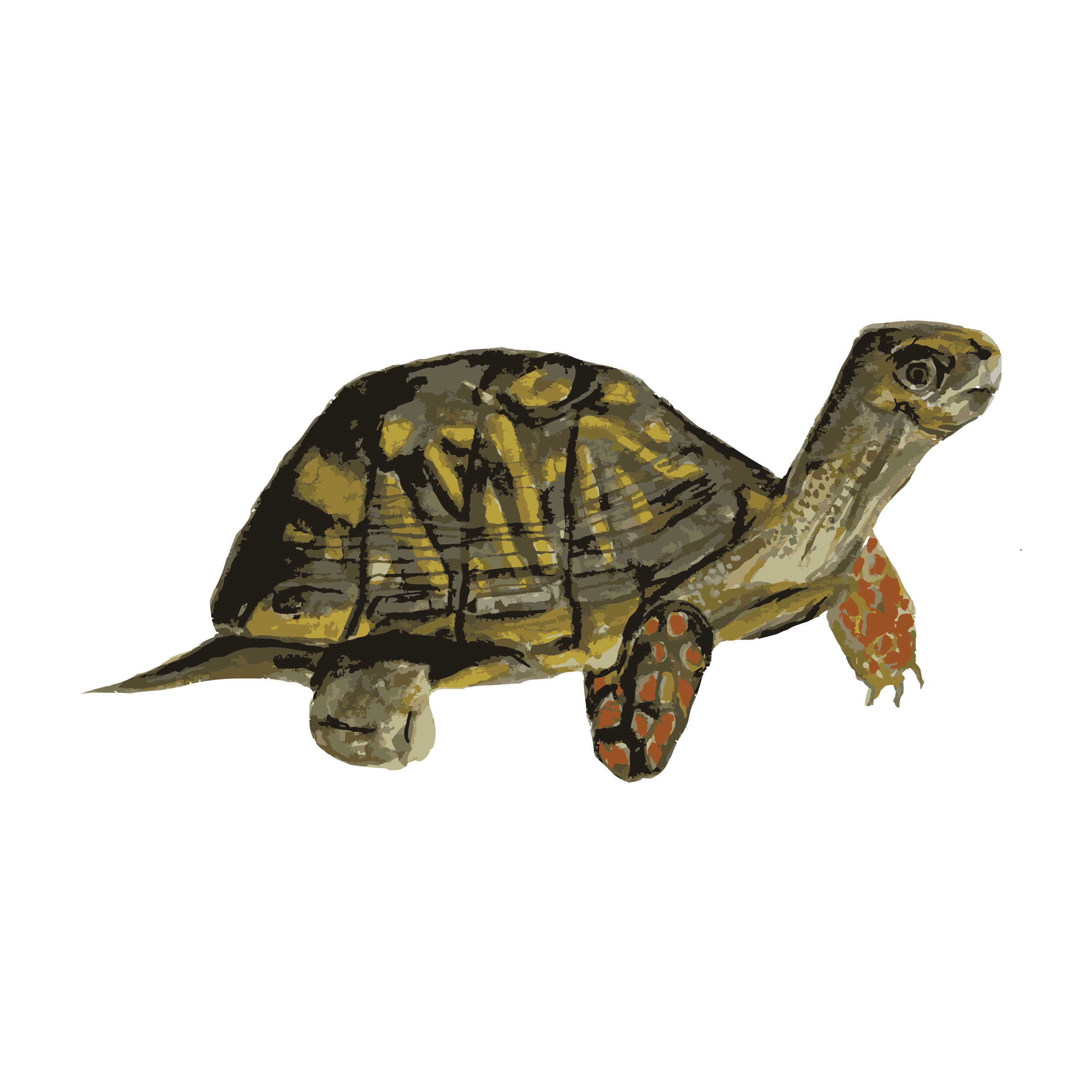 Ornate box turtle copy.png