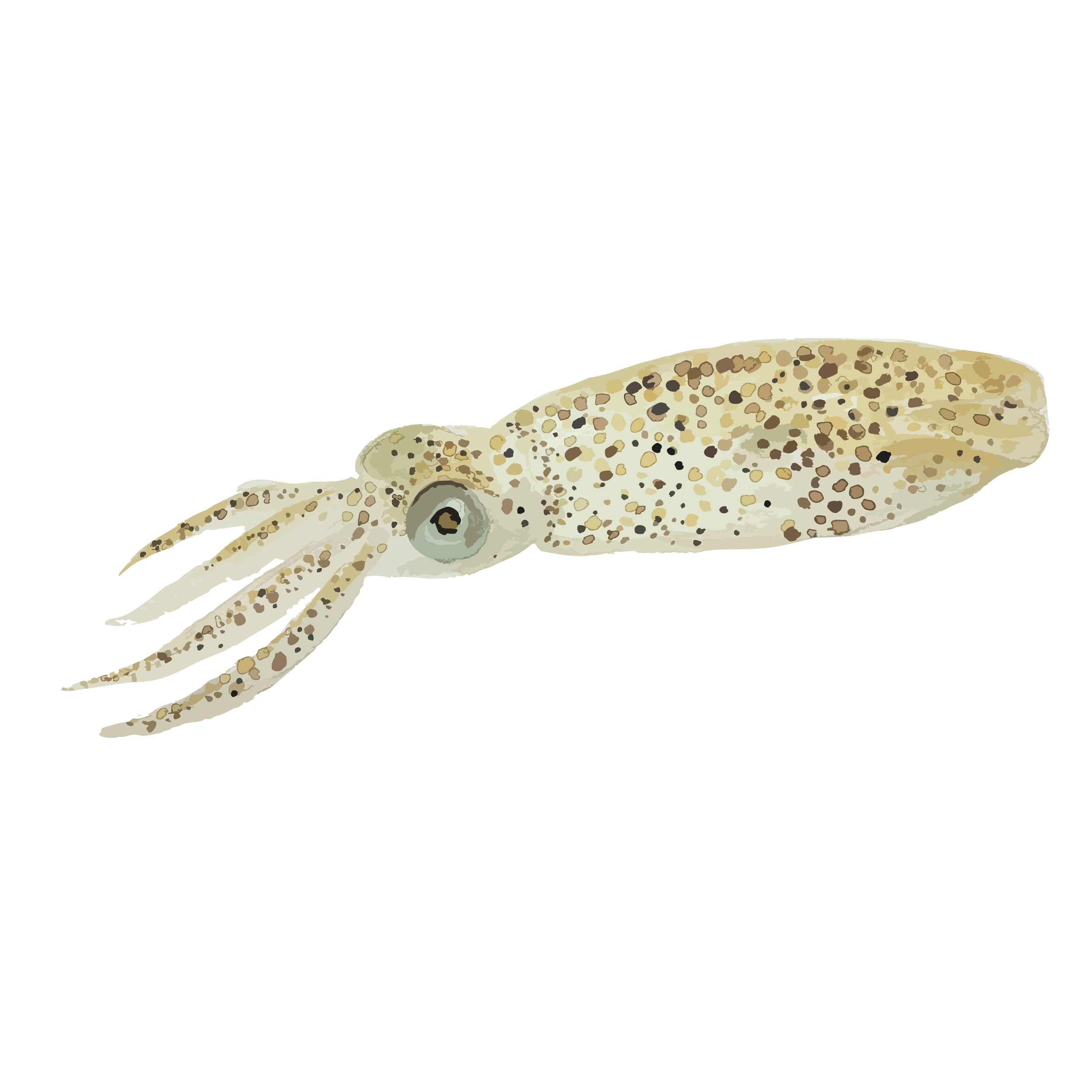 Atlantic brief squid copy.png