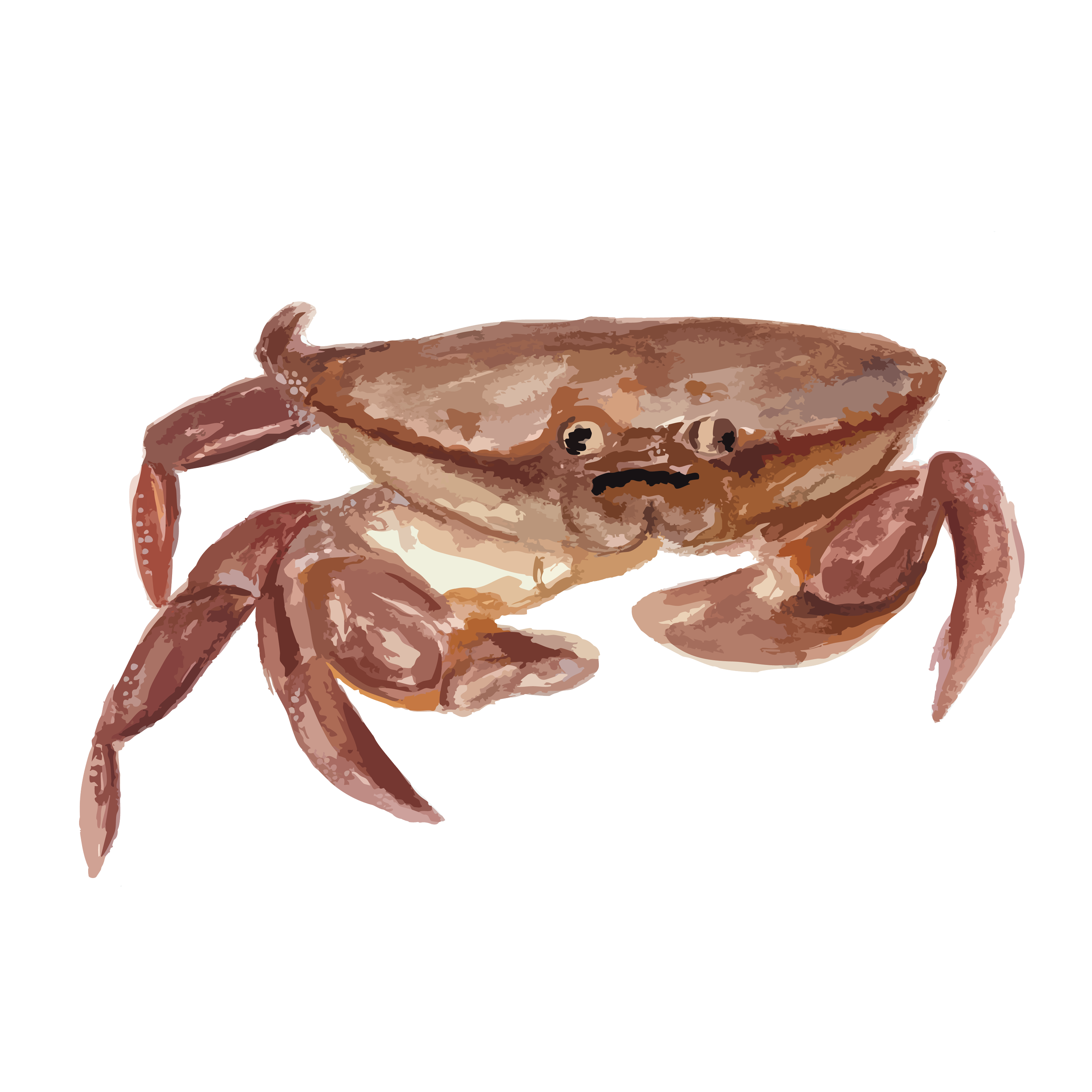 Brown crab copy.png
