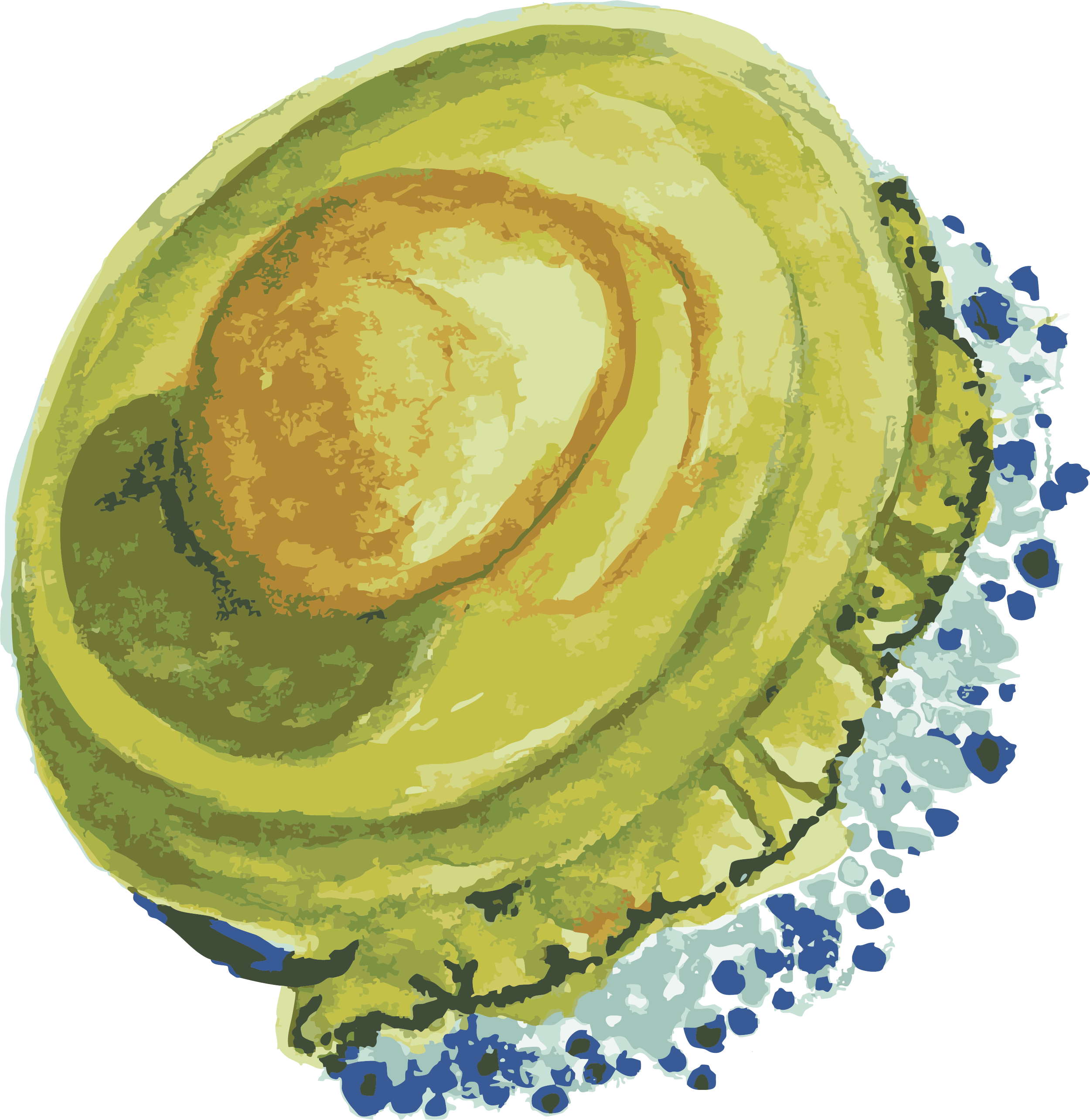 fried egg jellyfish  copy.png