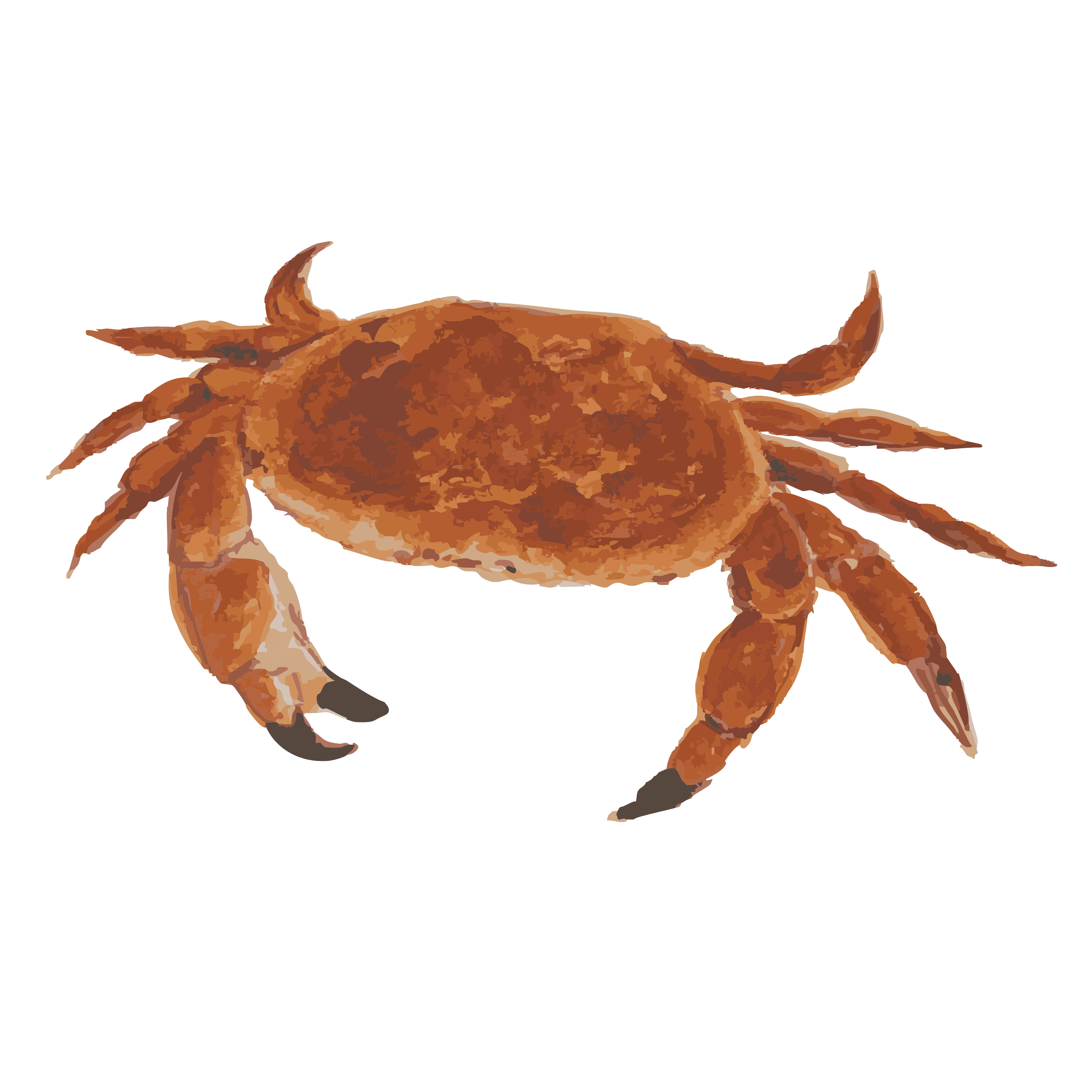 Common crab.png