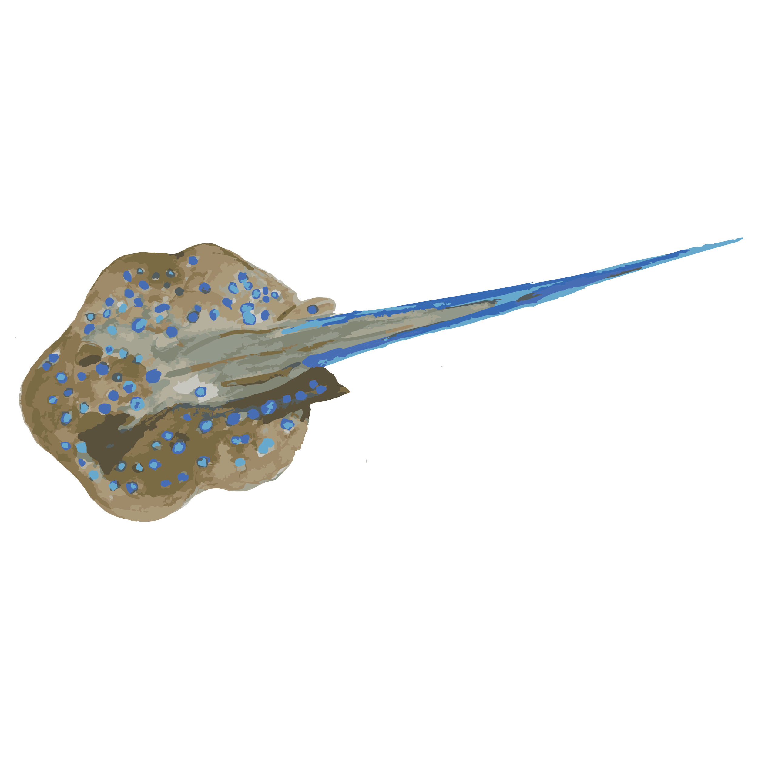Bluespott4ed ribbion tail ray  copy.png