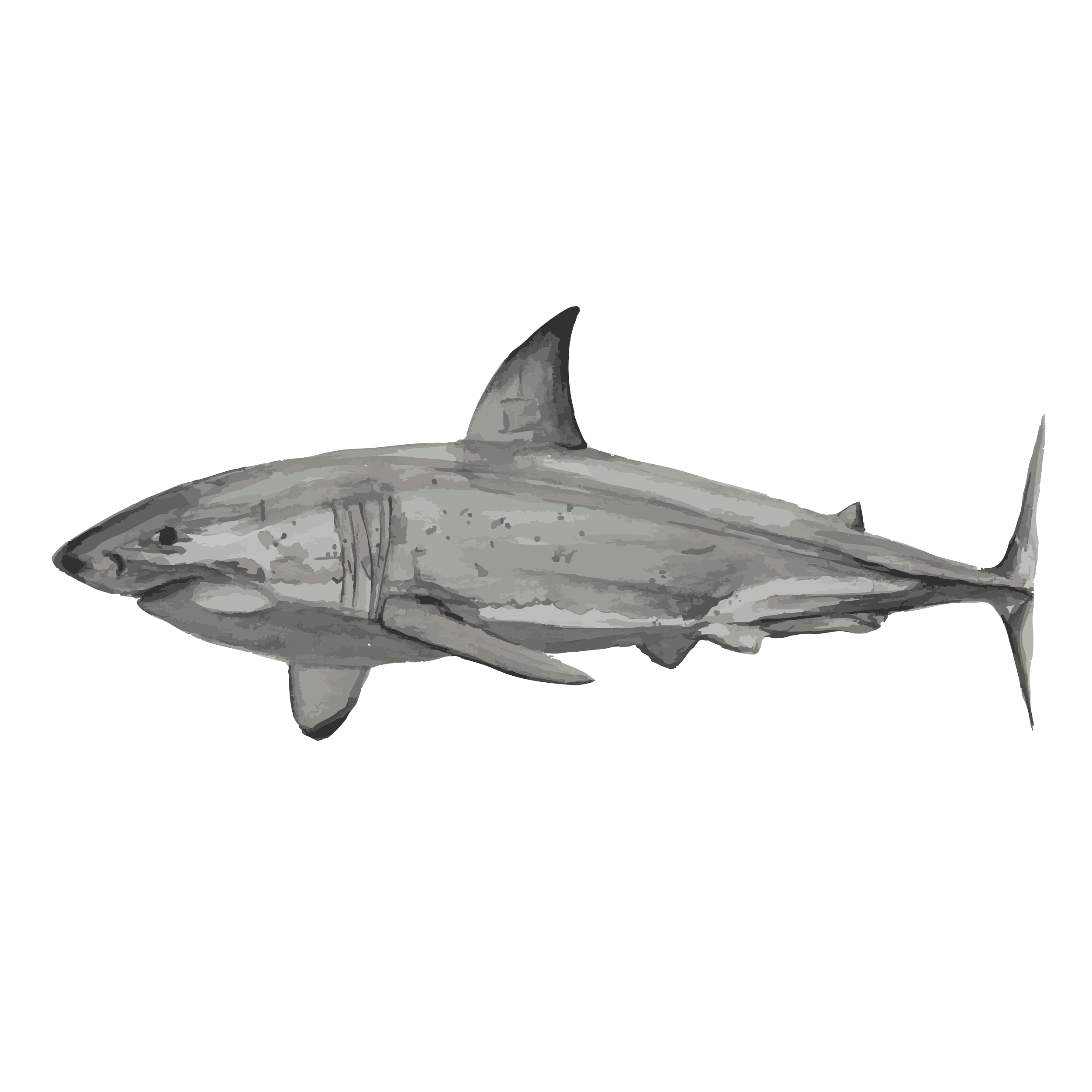 Great white shark copy.png