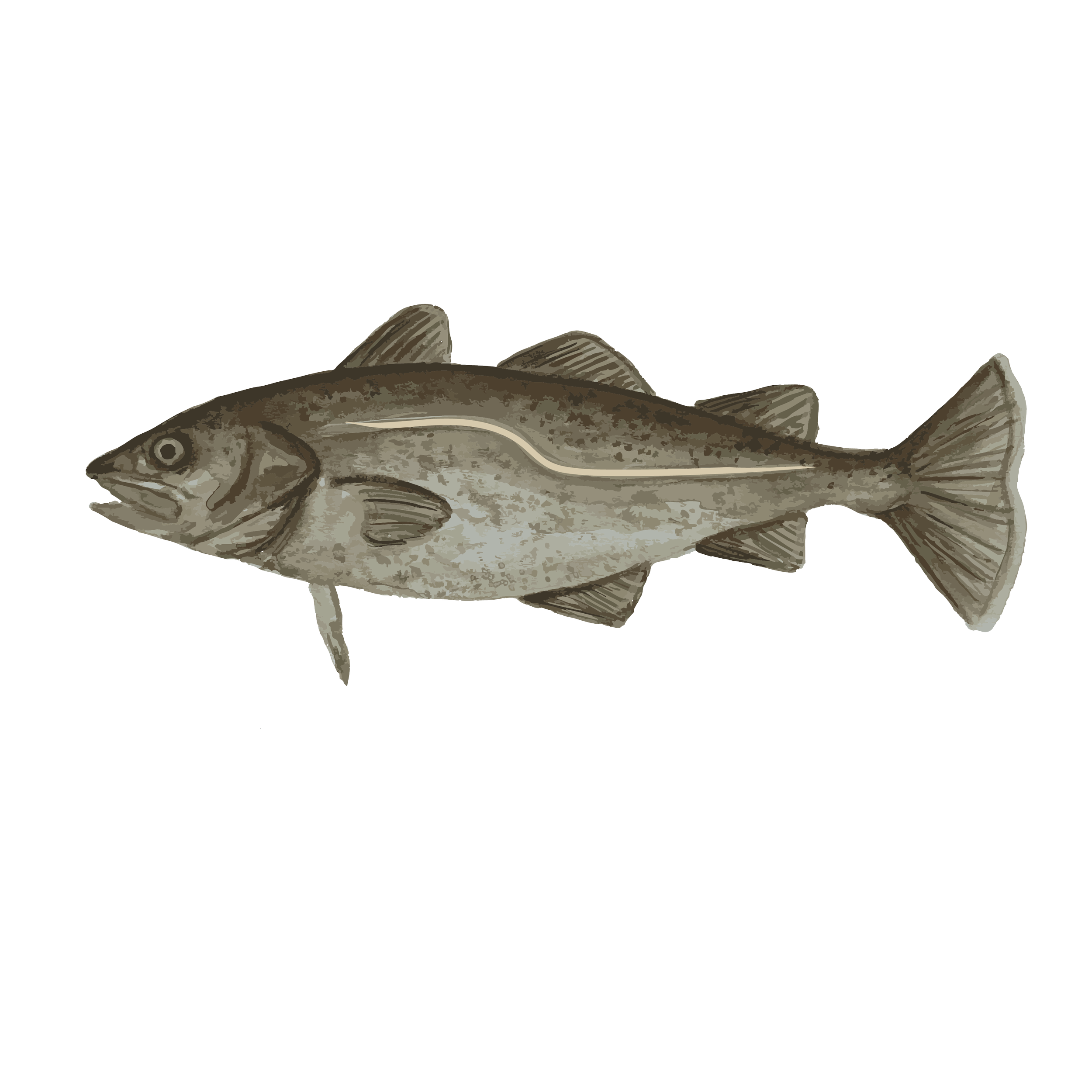 Cod copy.png