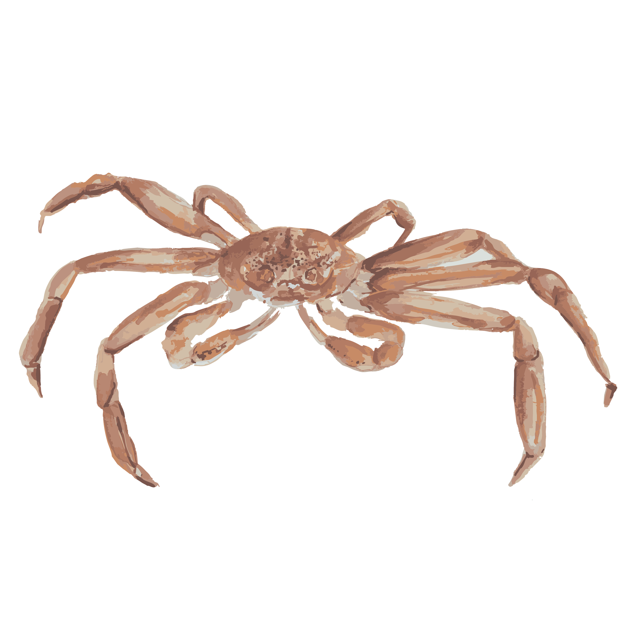 snowcrab copy.png