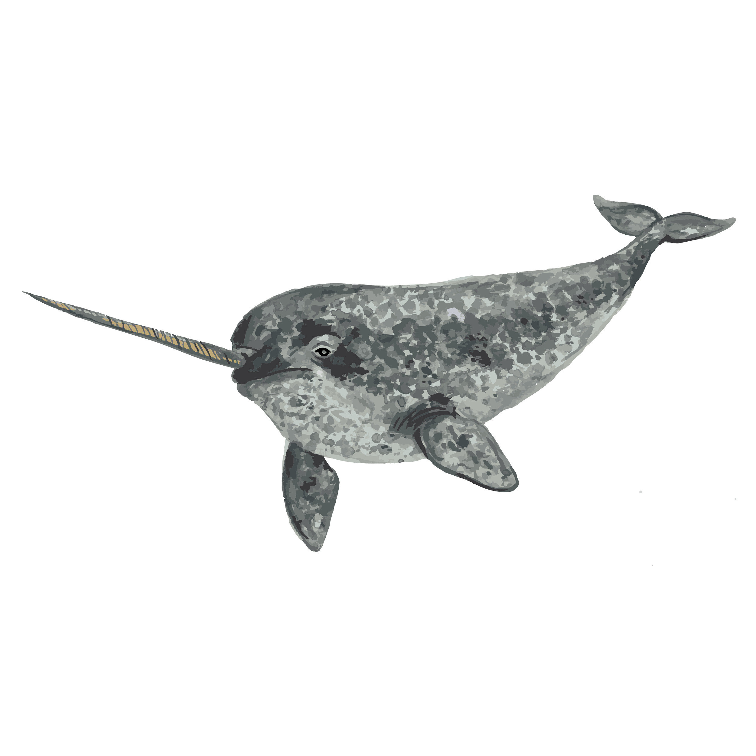 Narwhal copy.png