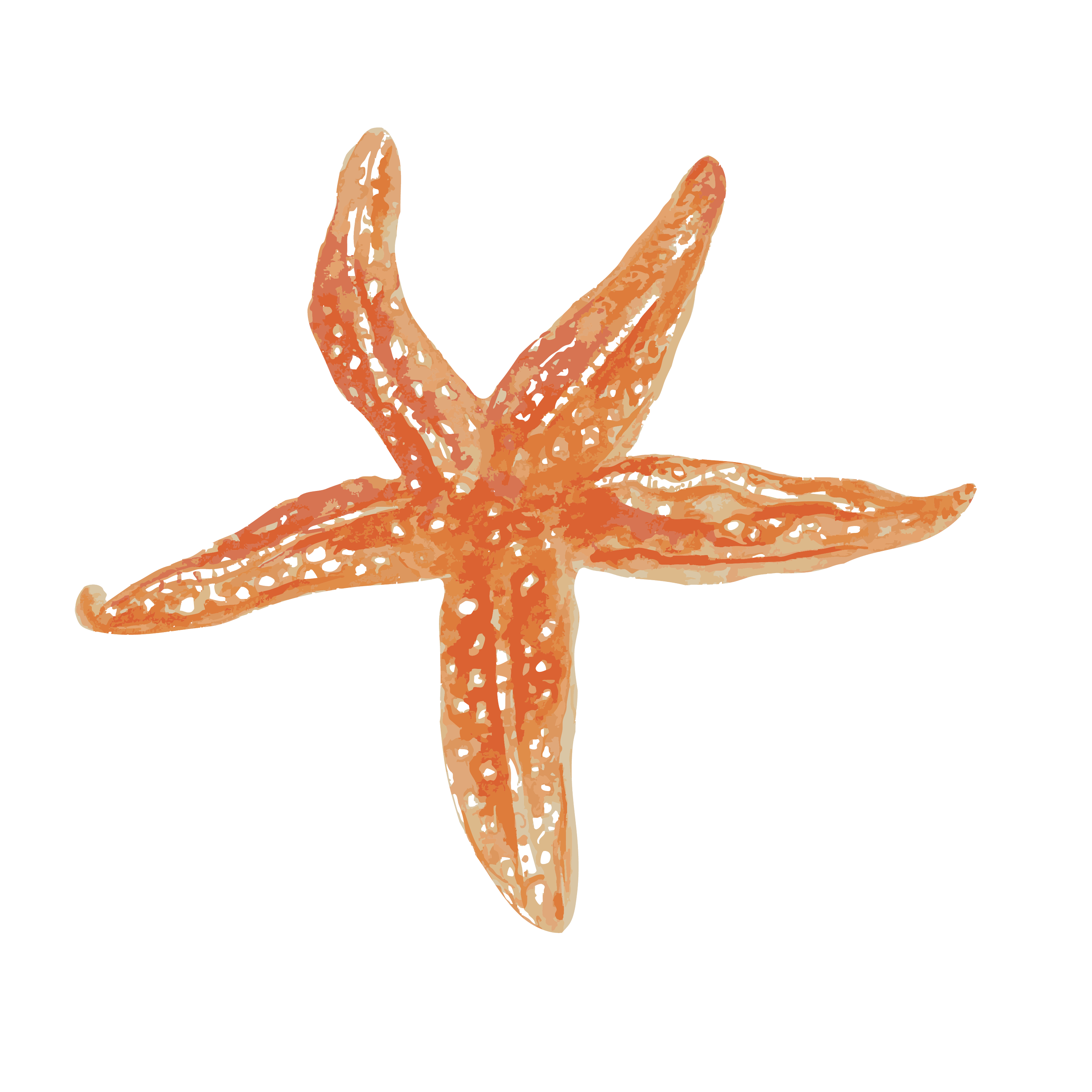 common starfish  copy.png