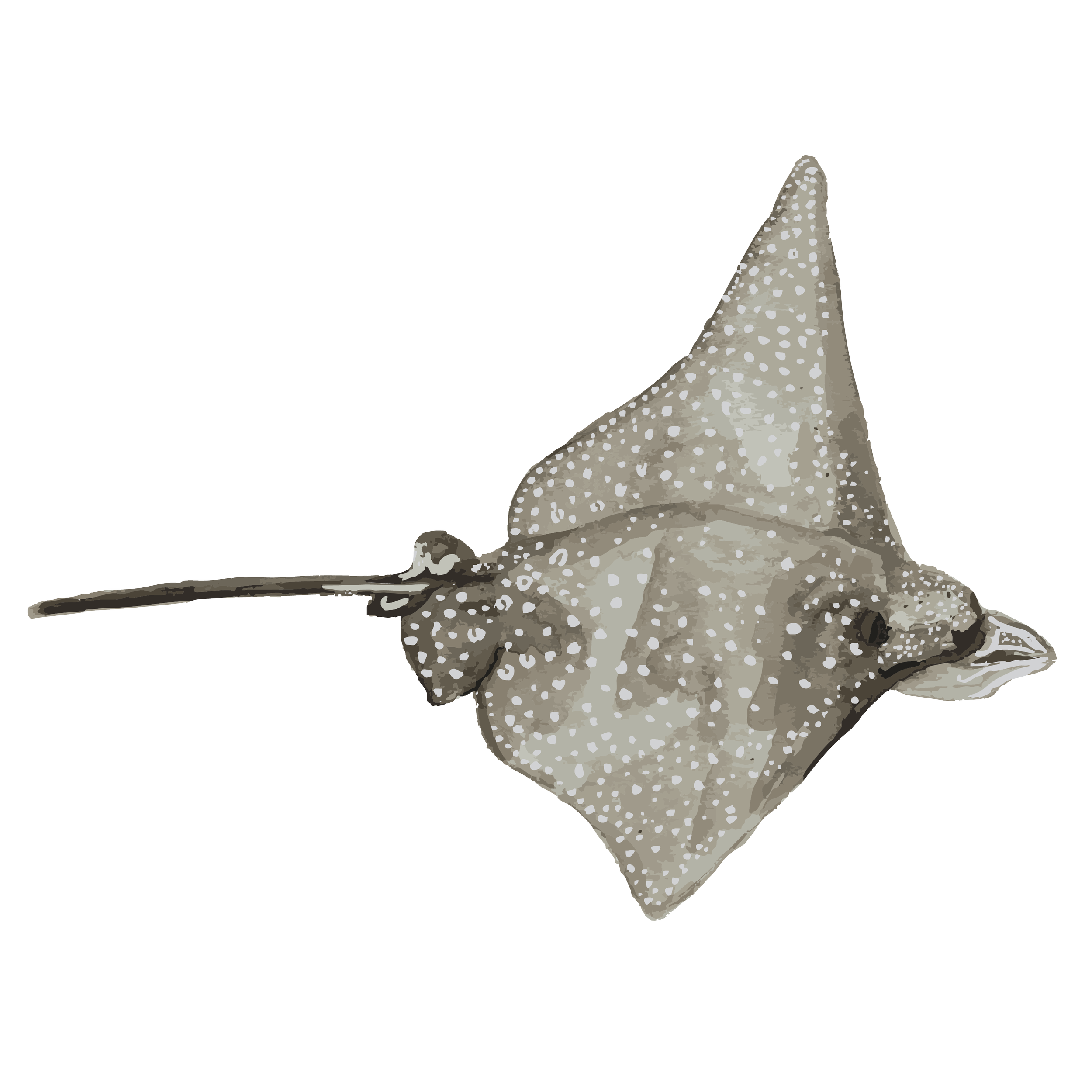 spotted eagle stingray copy.png