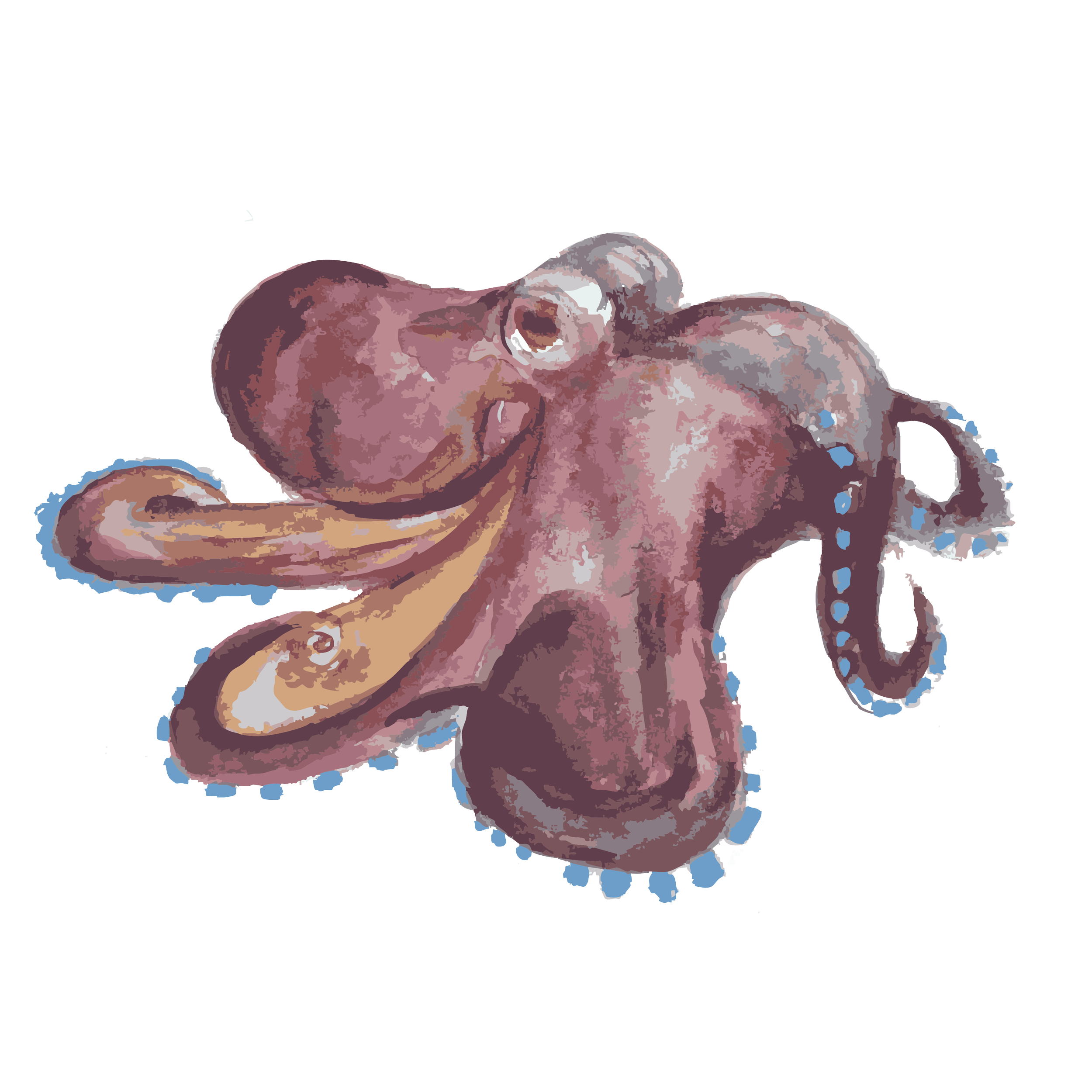 Coconut Octopus  copy.png