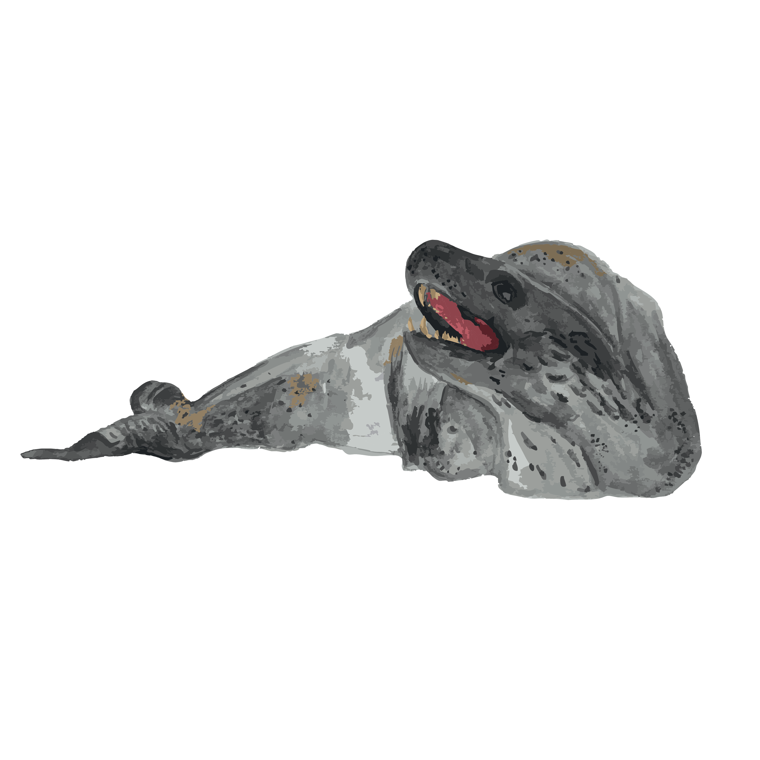 leopard seal copy.png