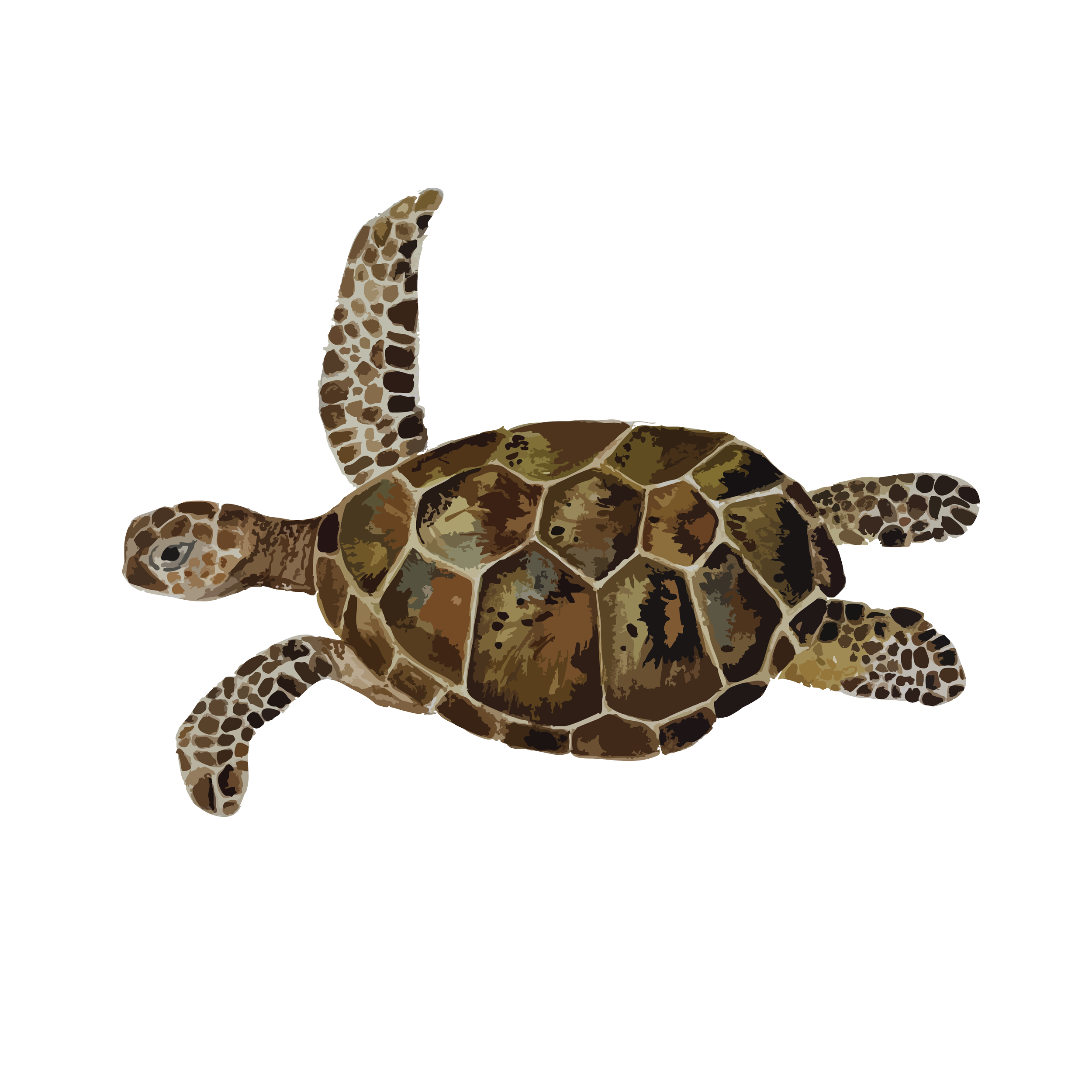 Green turtle.png