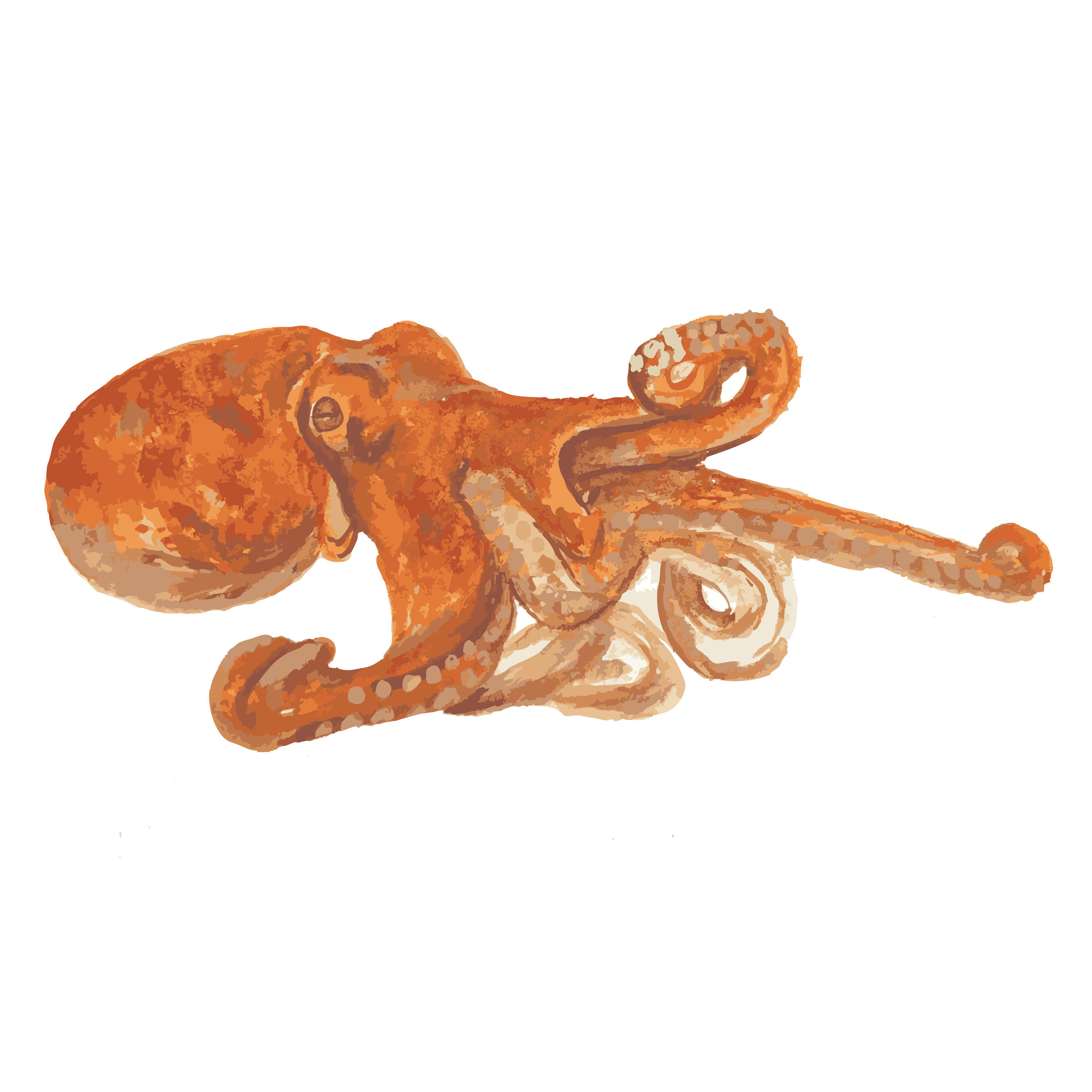 Common Octopus copy.png