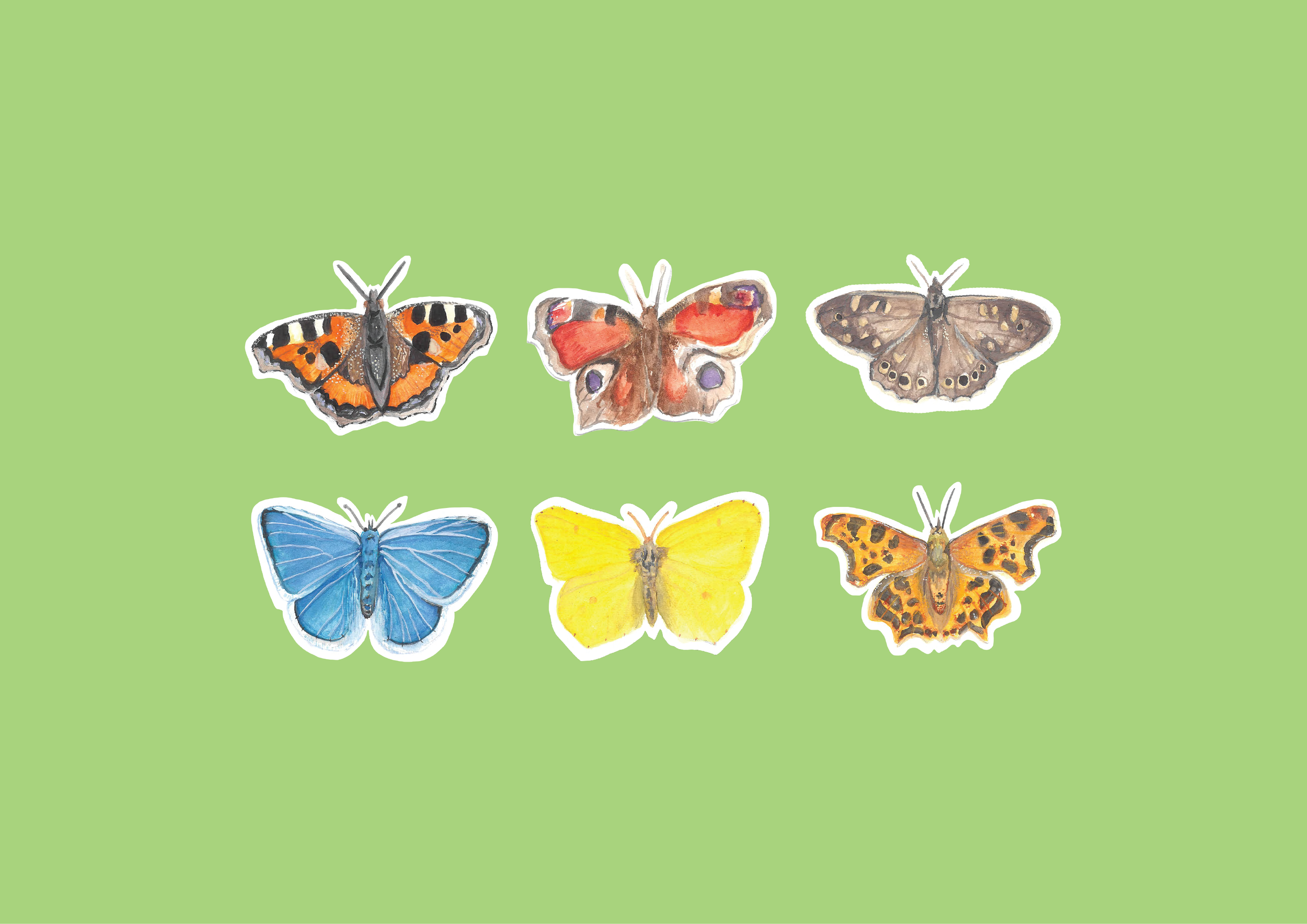 The Butterfly Cycle