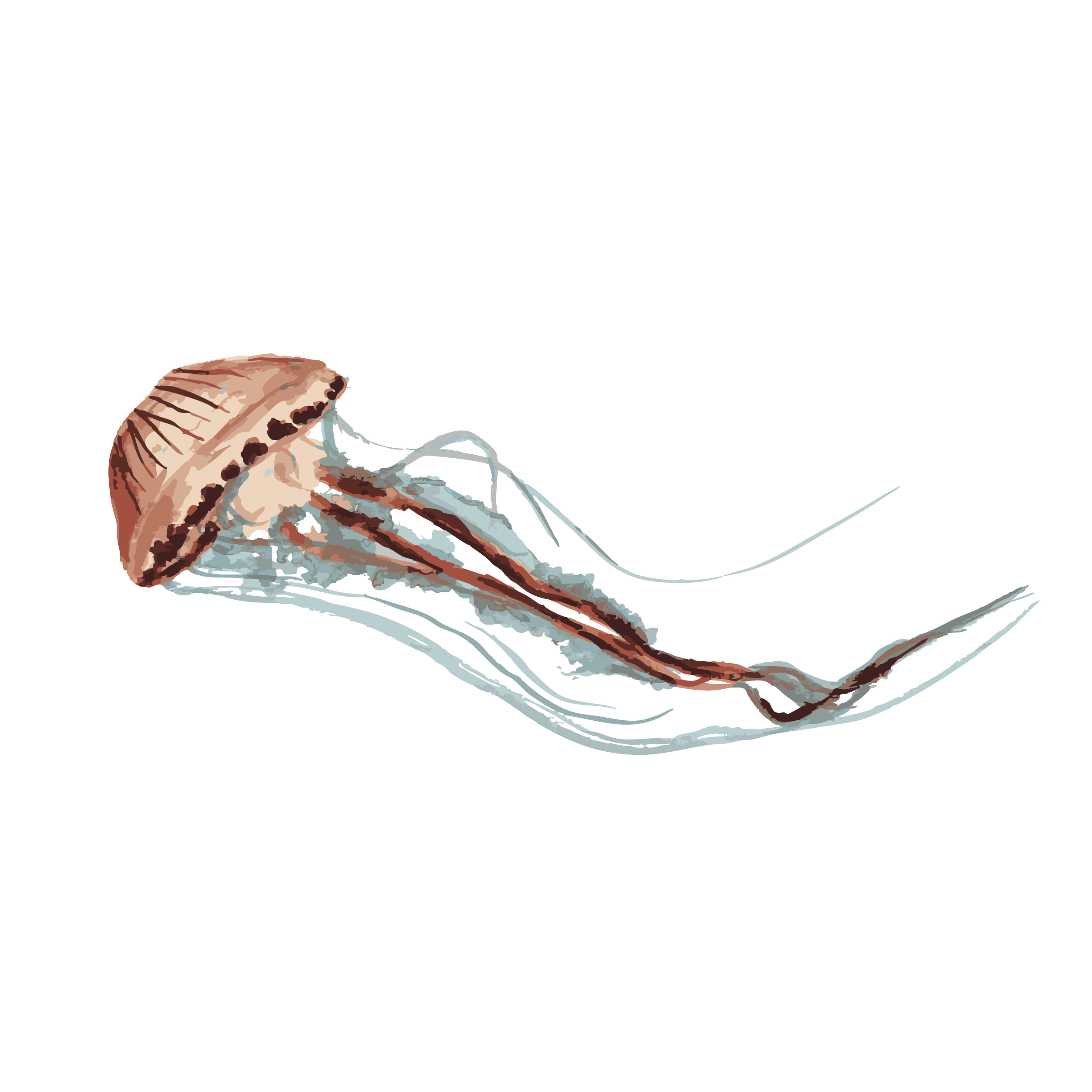 Compass jellyfish  copy.png