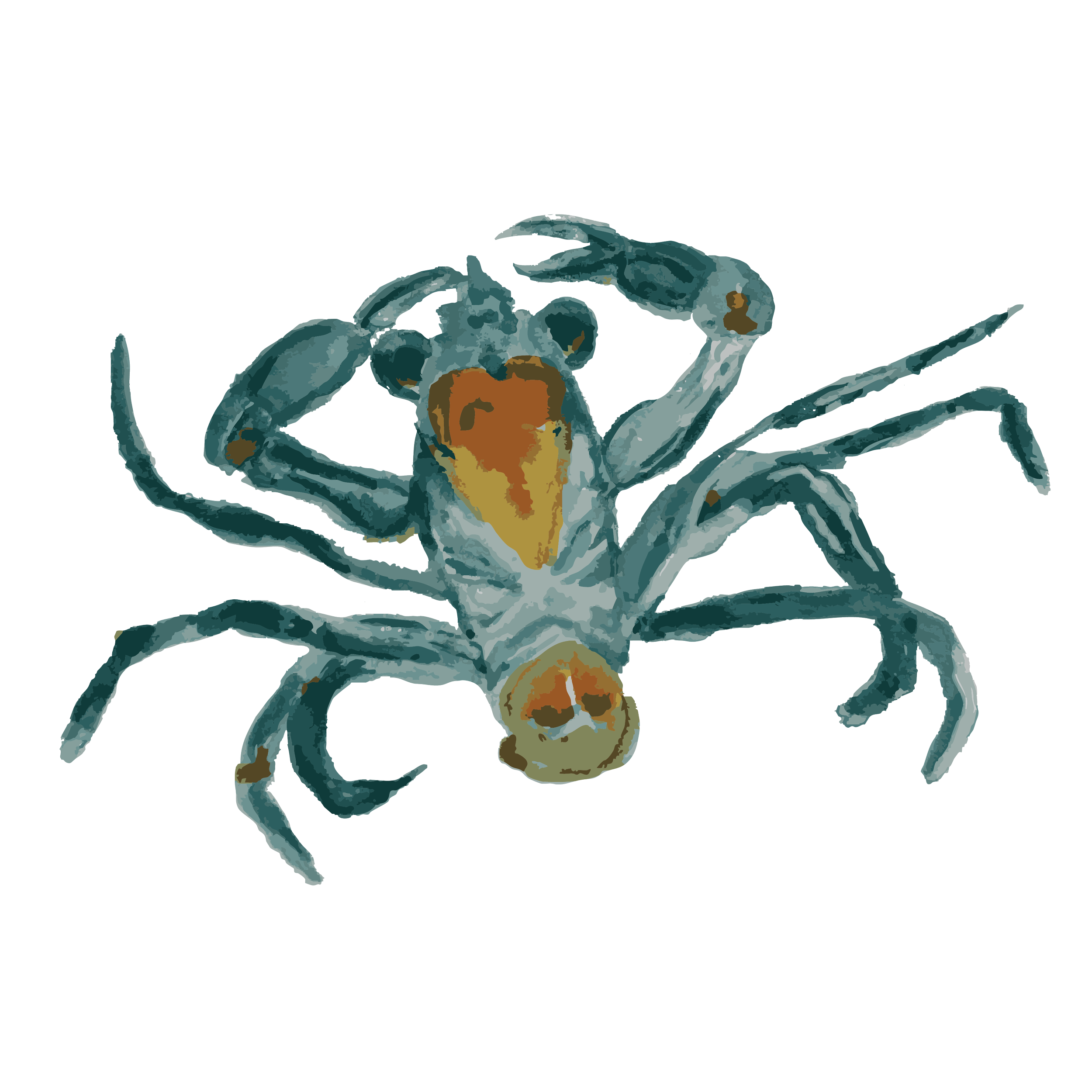 larval crab  copy.png