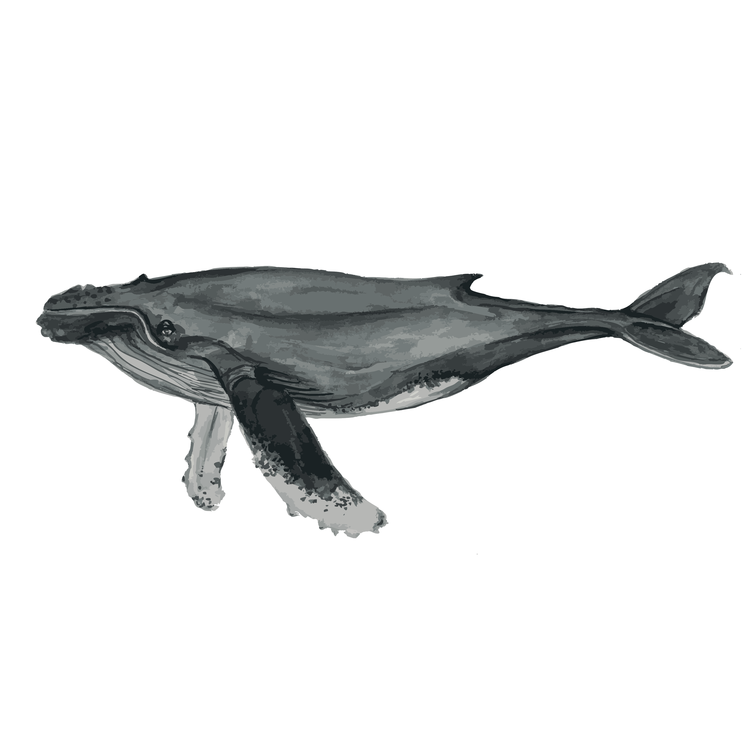 Humpback whale  copy.png