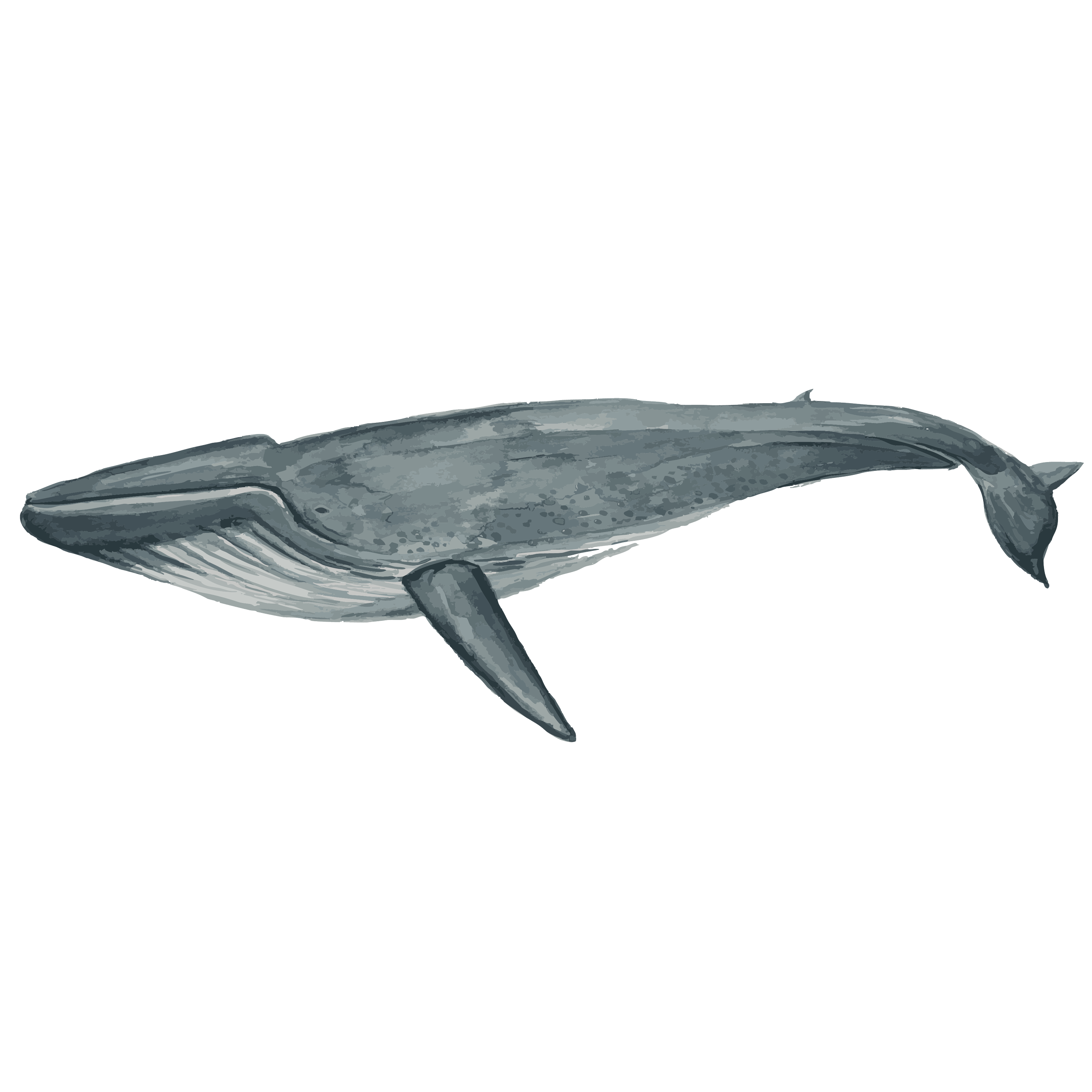 blue whale copy.png