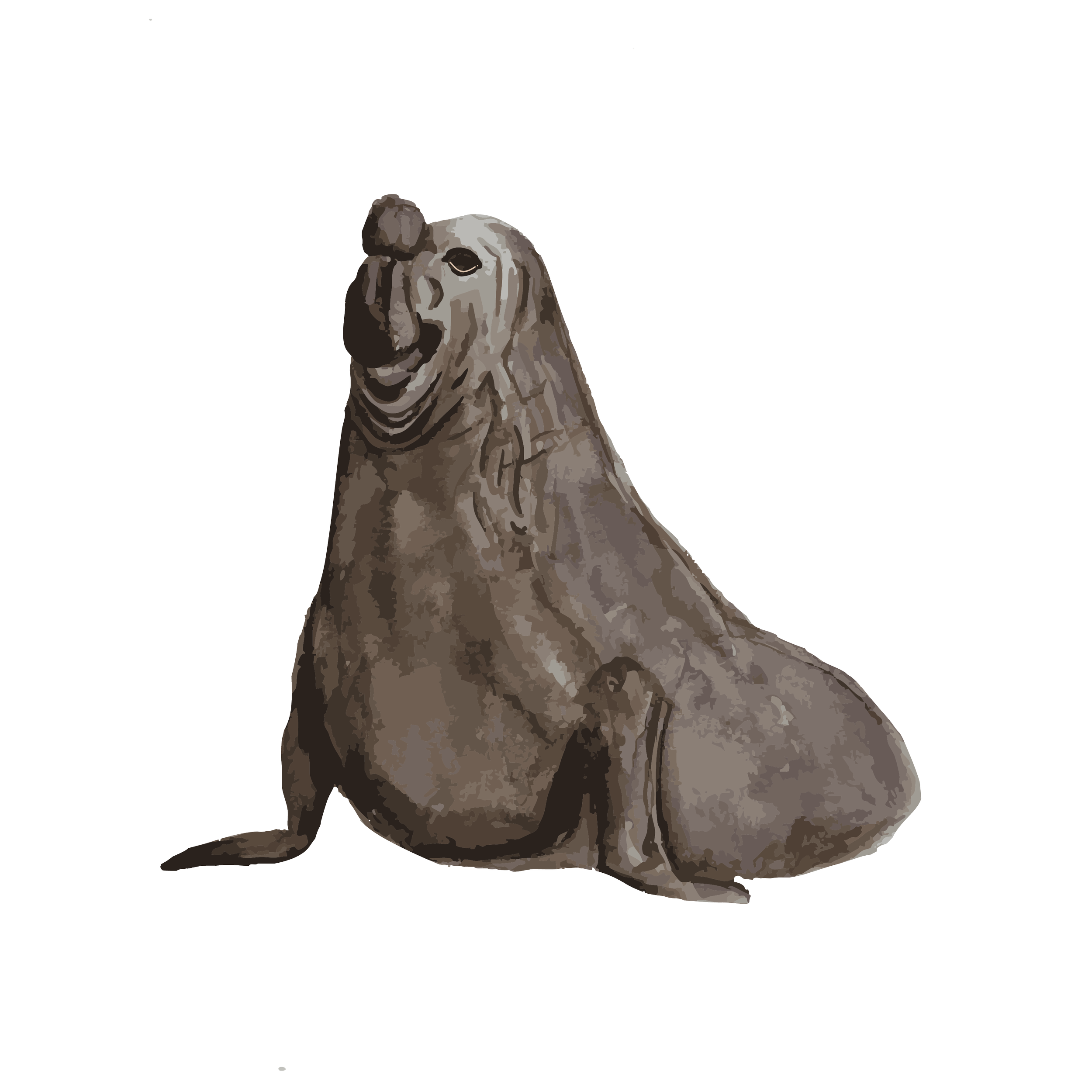 longnose seal copy.png