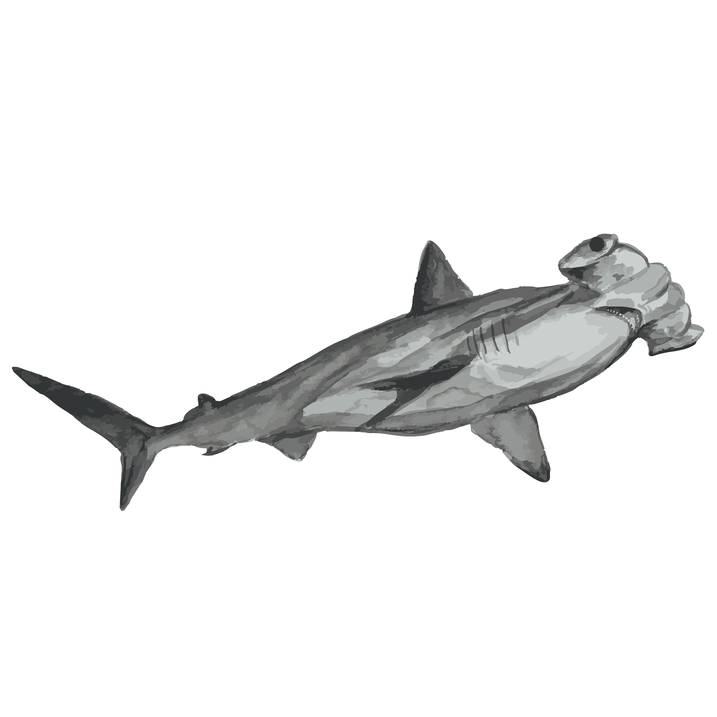 Hammerhead shark  copy.png