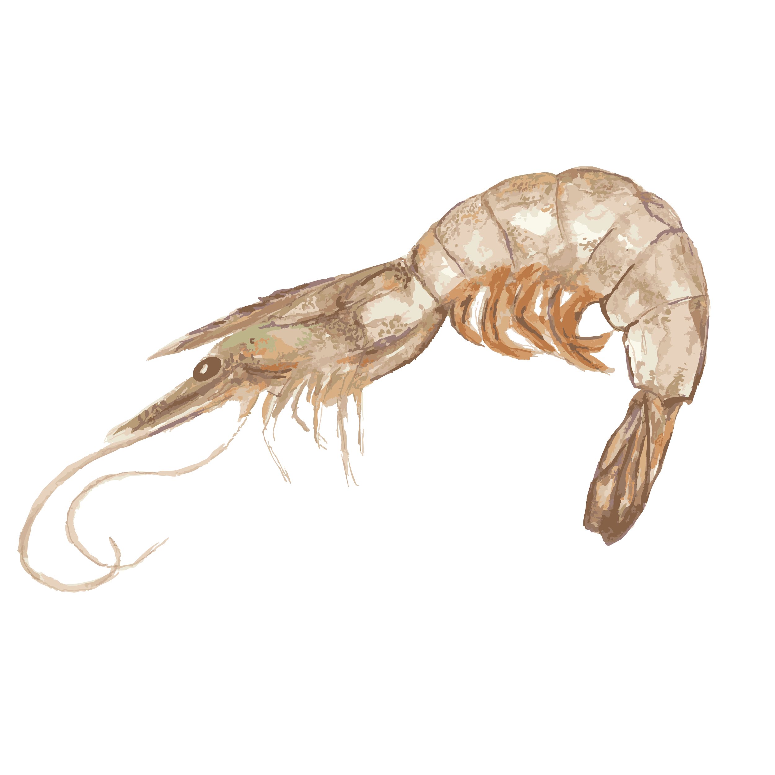 shrimp.png