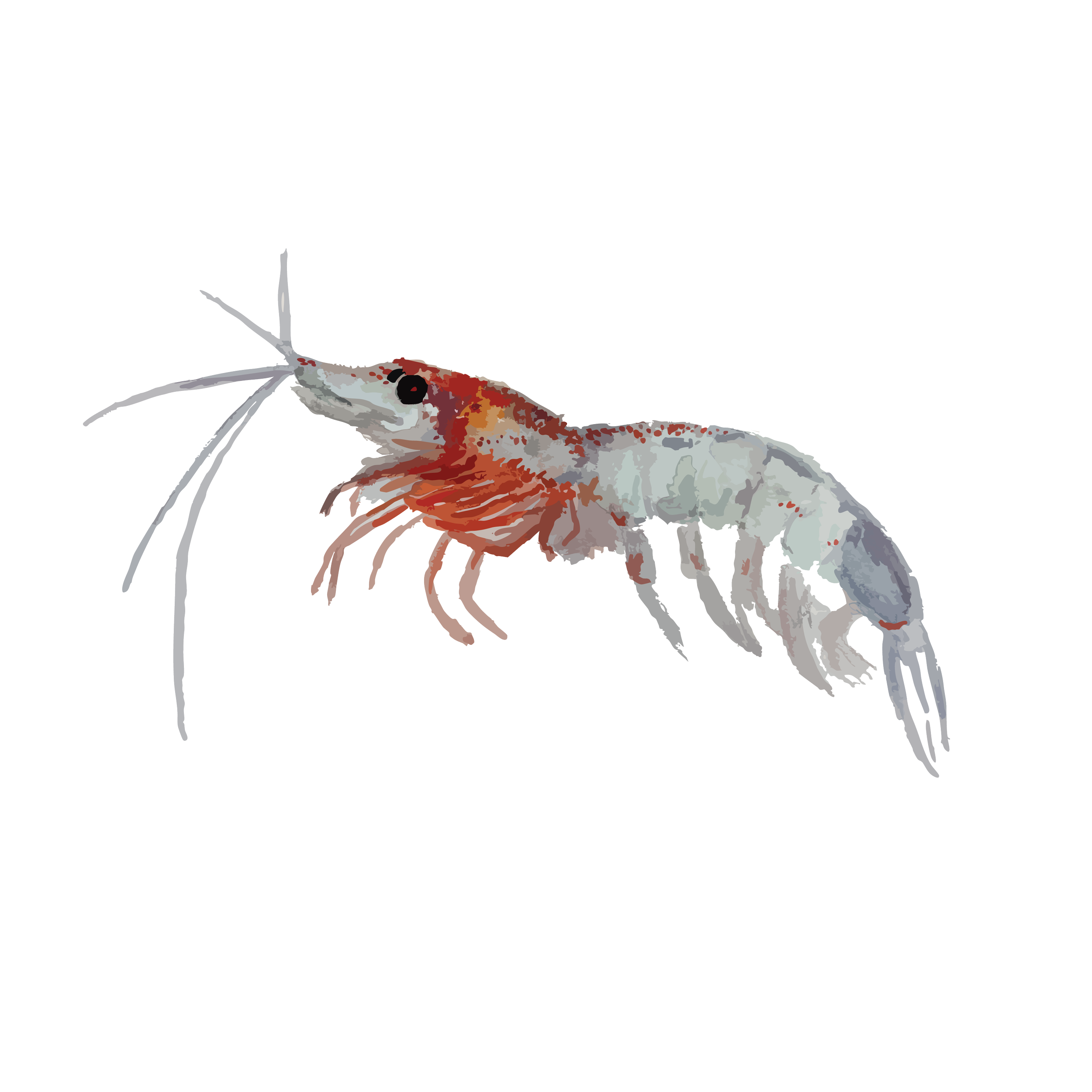 Krill.png