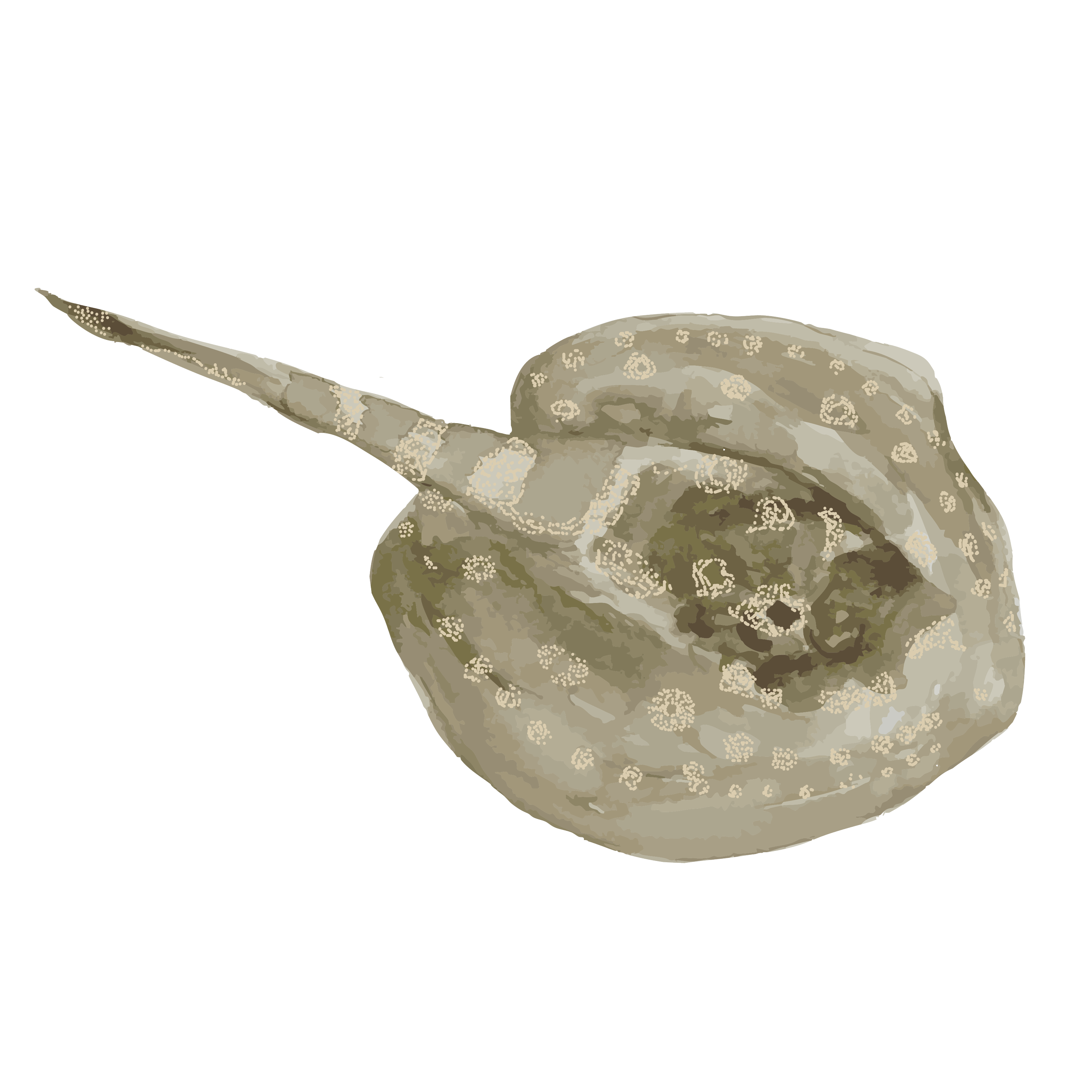 Yellow round stingray copy.png