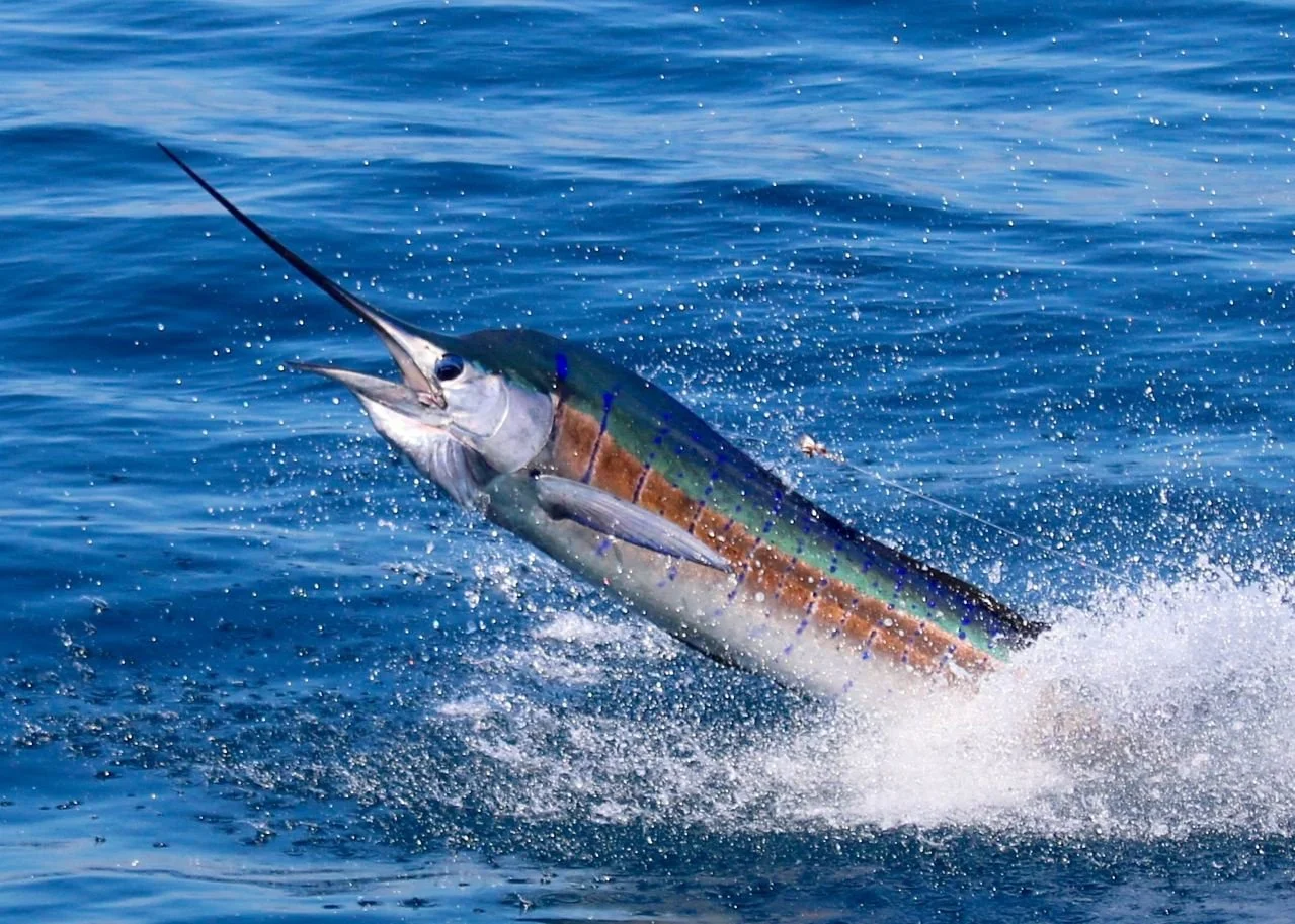 Gulf Stream Fishing Charter Experience