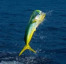 6-Hour Nearshore Fishing Charter