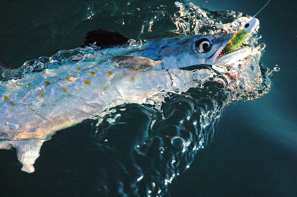 Spanish Mackerel Near Shore 1/2 Day Trip