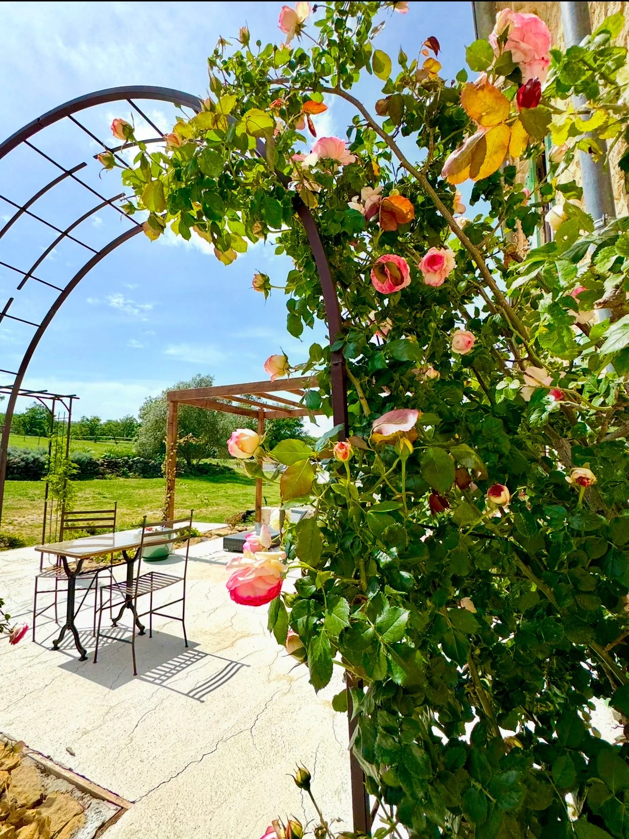 Colonnes de roses roses en fleurs couvrant une arche en métal dans un jardin ensoleillé avec une table et des chaises en fer, arrière-plan avec arbres verts et ciel bleu.