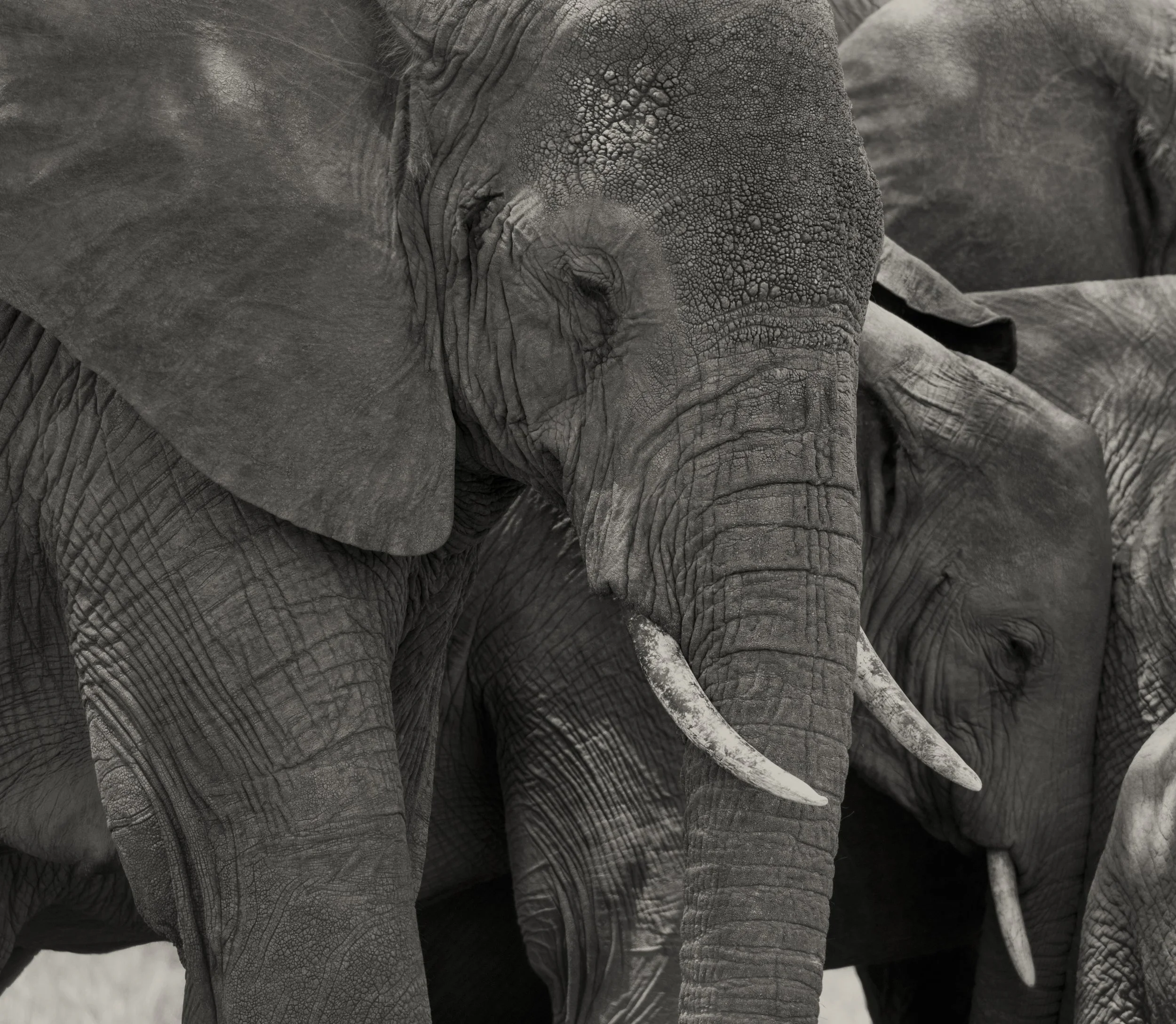 Close-up of African elephants, focusing on their textured gray skin and trunk.