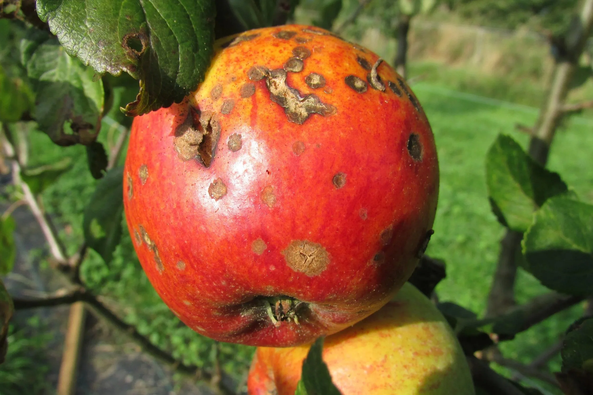 Apple fruit showing scab disease damage on the skin