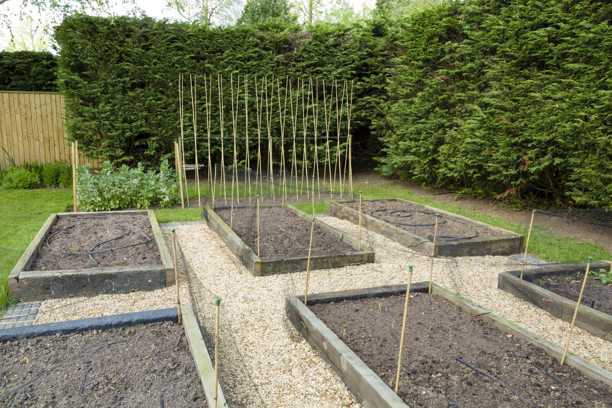 structured kitchen garden with raised beds and climbing trellis system